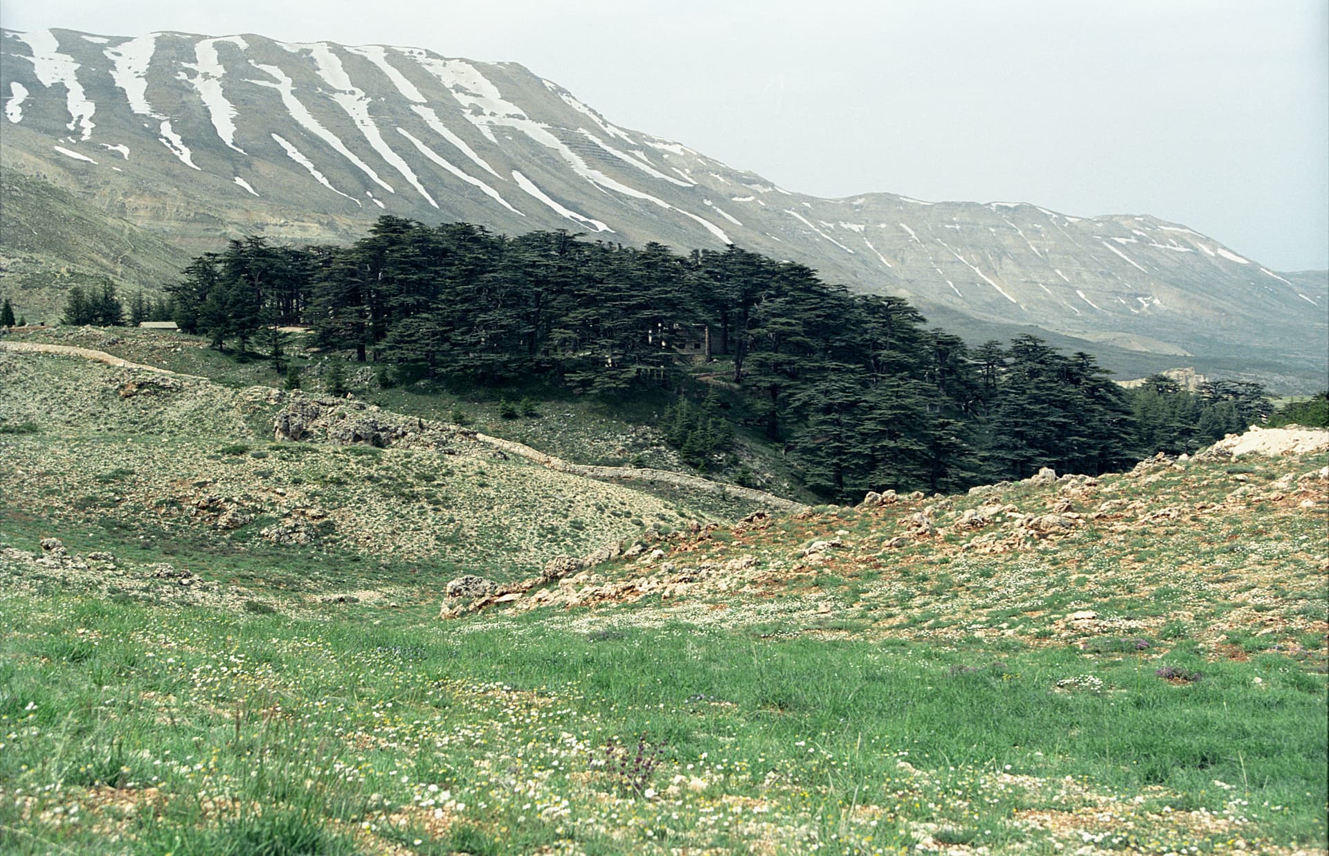 غابة أرز الرب
