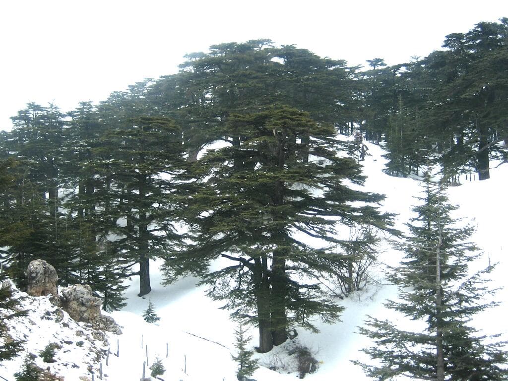 غابة أرز الرب