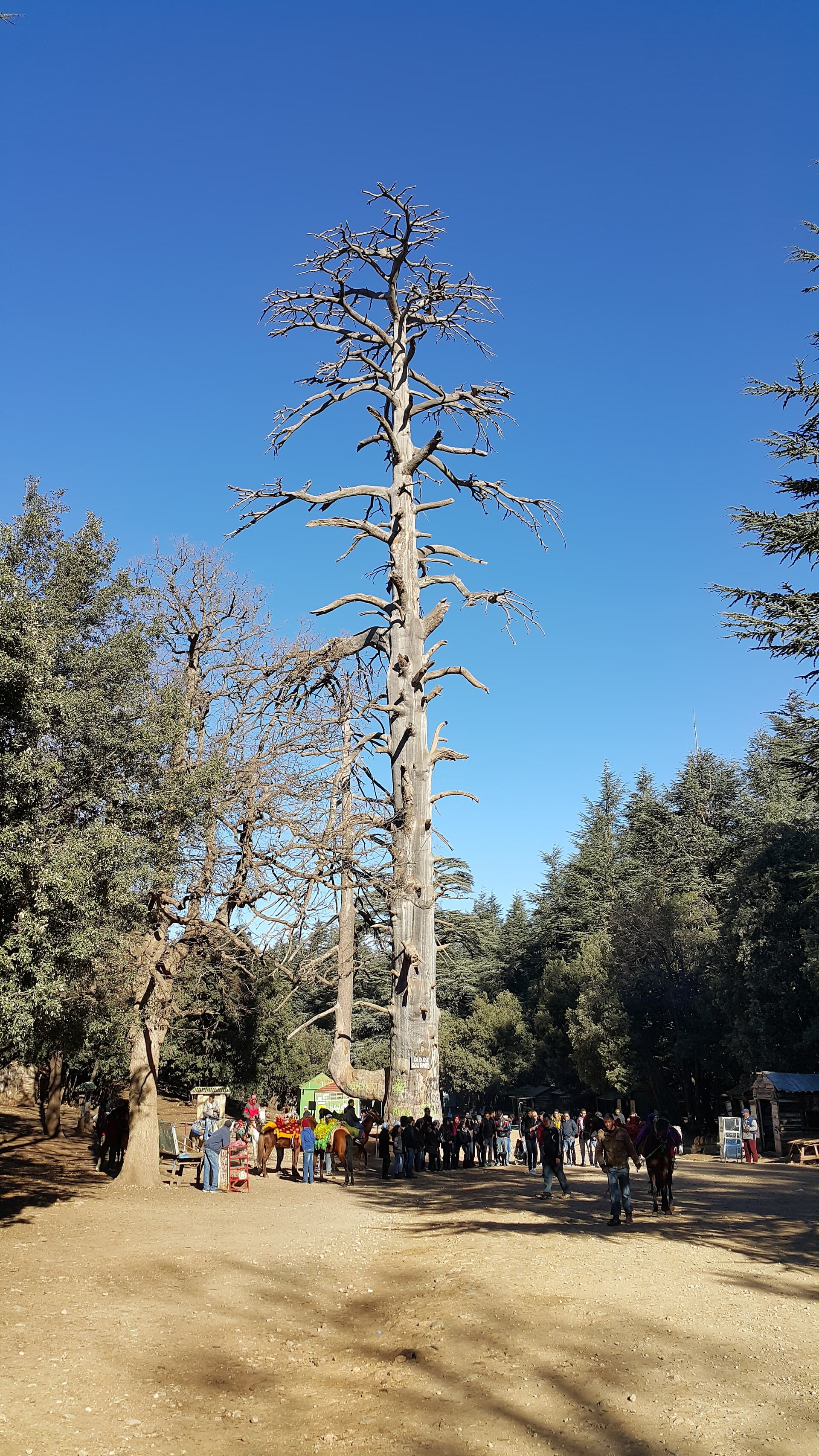 Cèdre Gouraud Forest