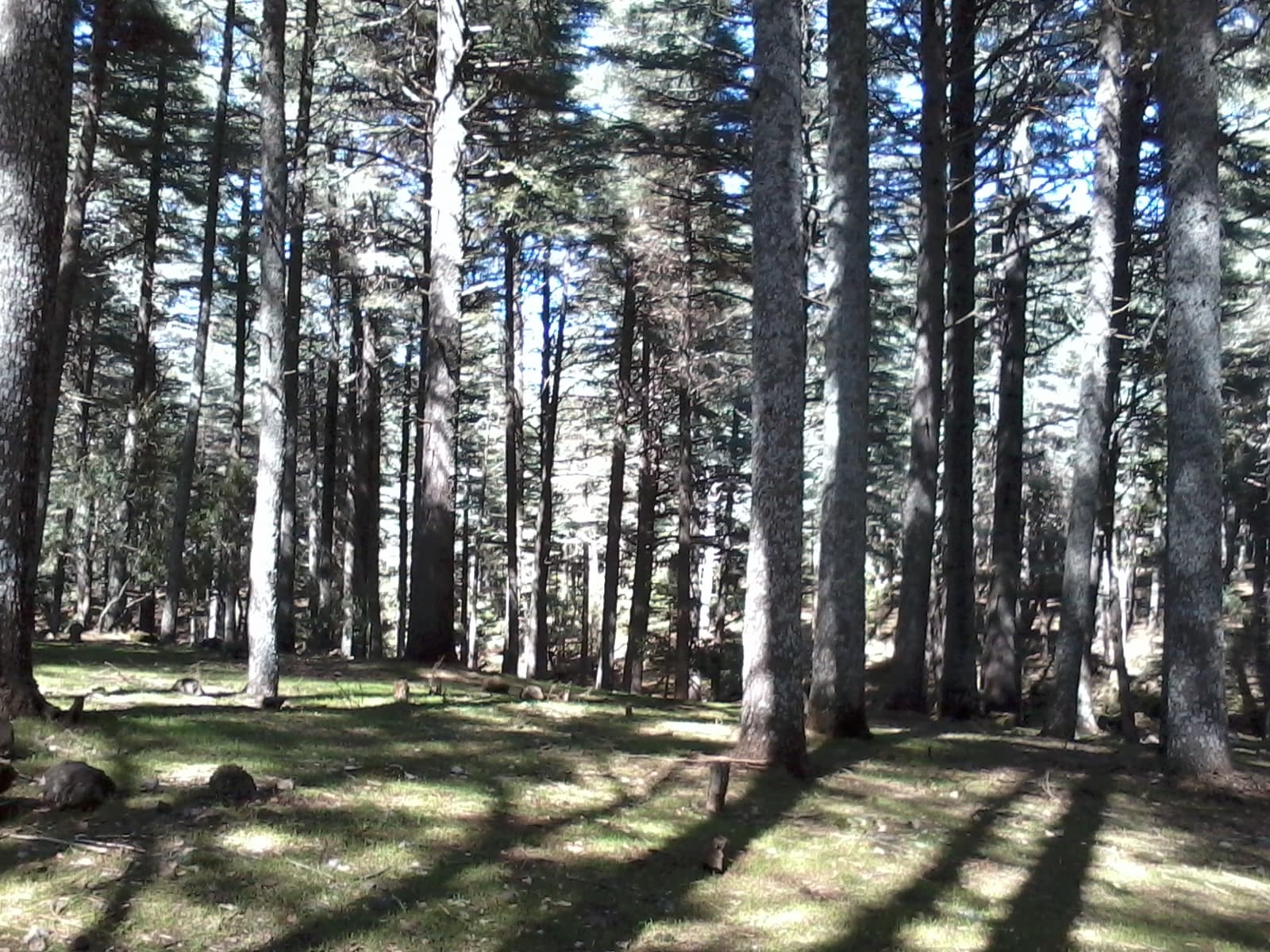 Cèdre Gouraud Forest