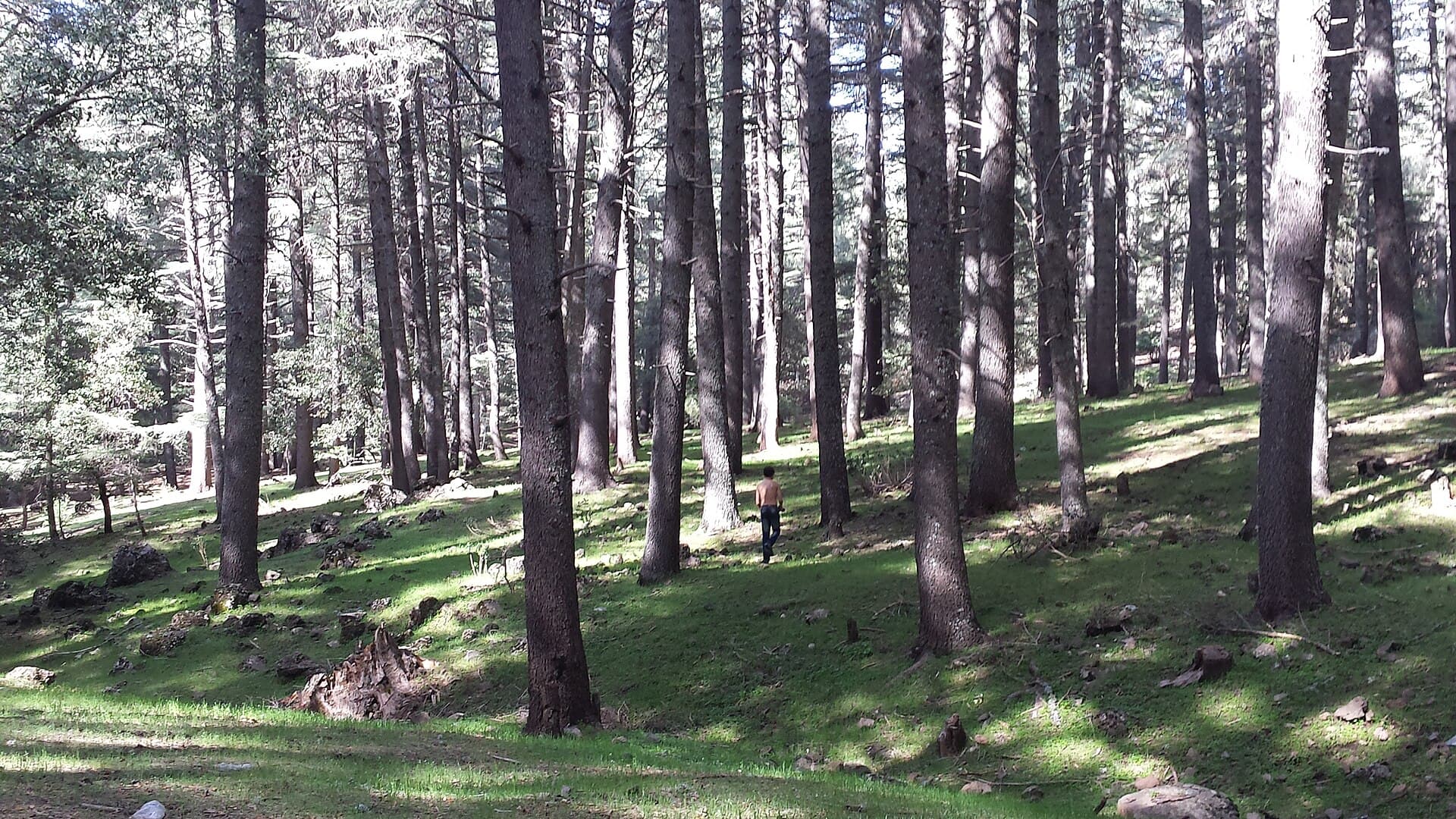 Cèdre Gouraud Forest