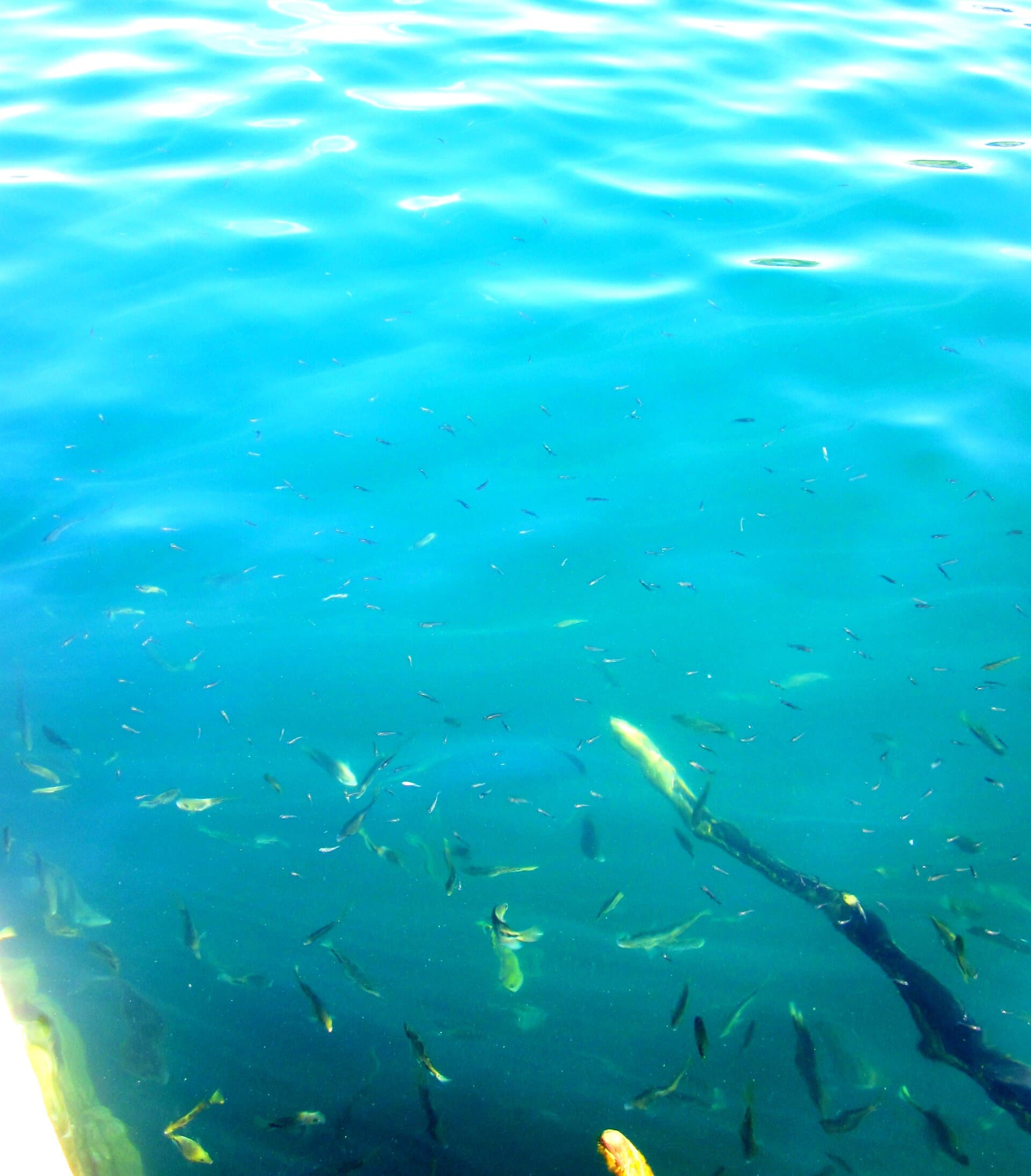 Cenote Azul, Bacalar