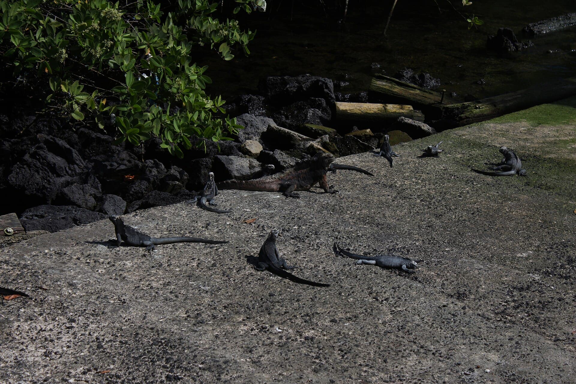 Charles Darwin Research Station, Galápagos