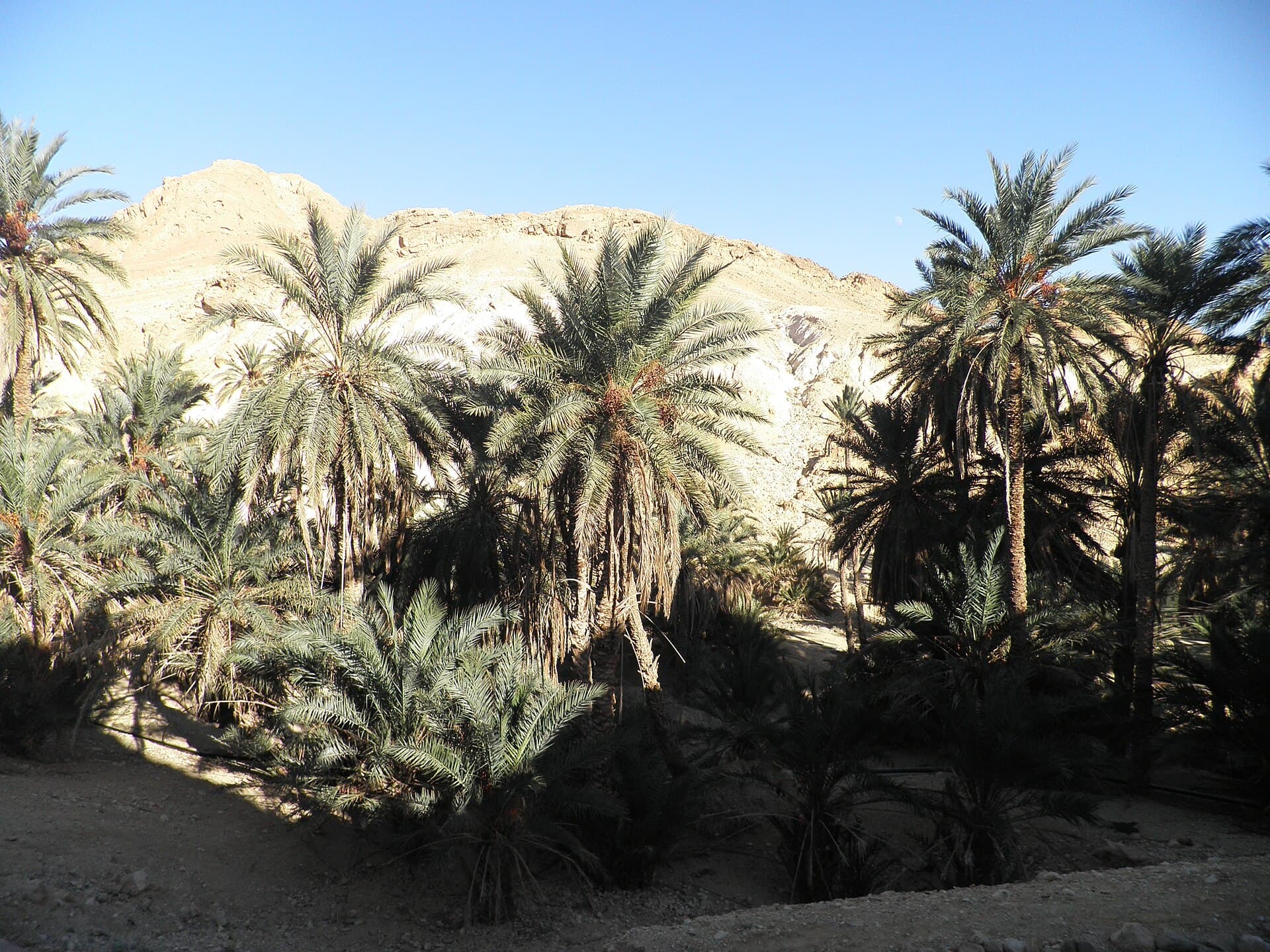 Chebika Oasis, Tozeur