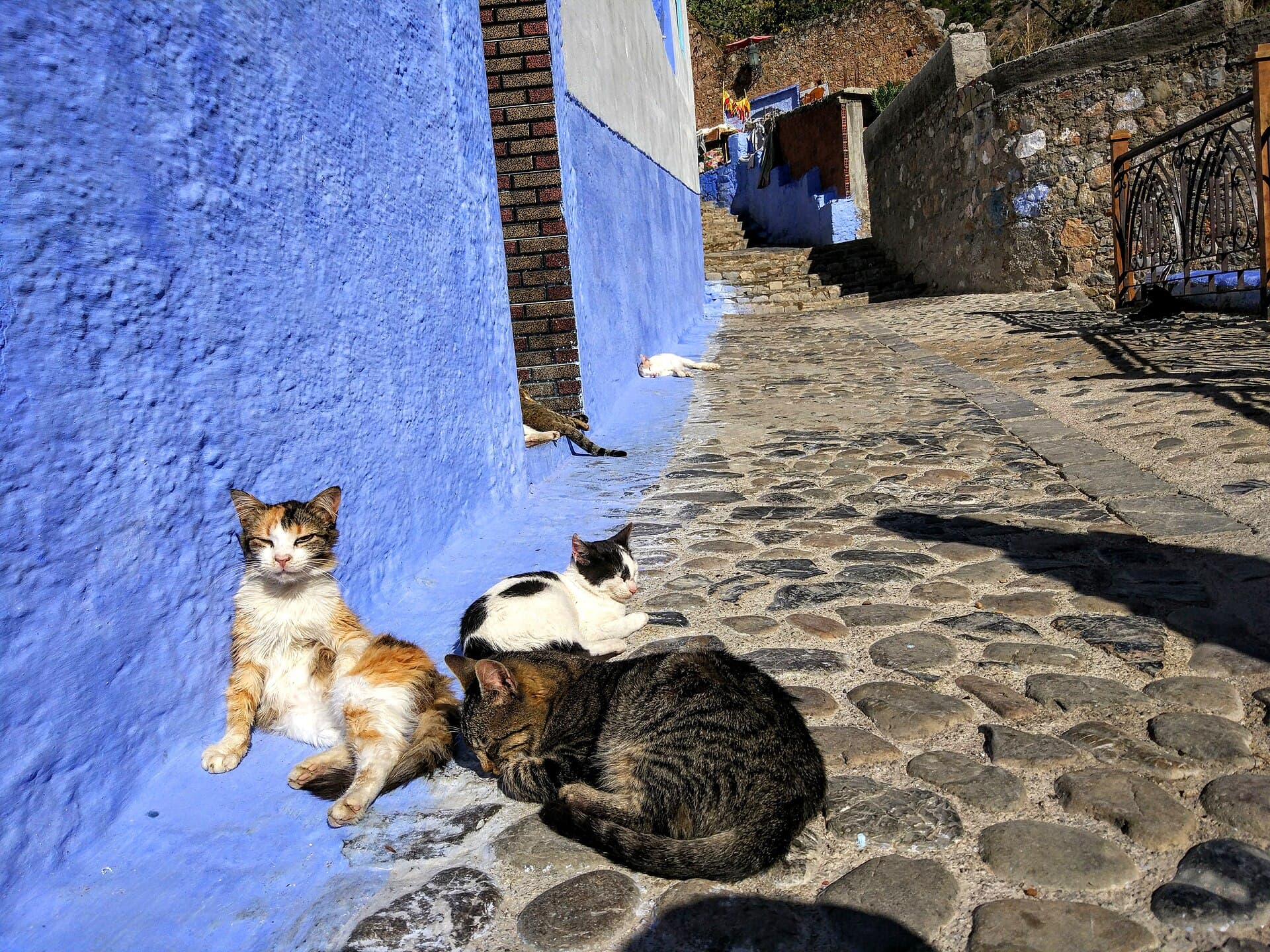 The Blue City (Chefchaouen Medina)