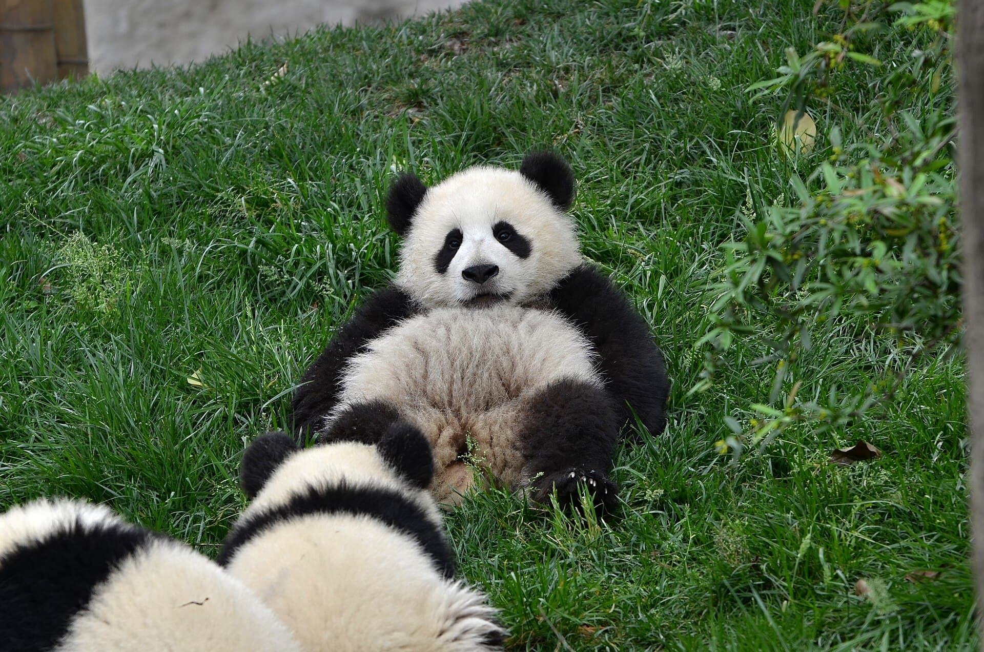 Chengdu Research Base of Giant Panda Breeding