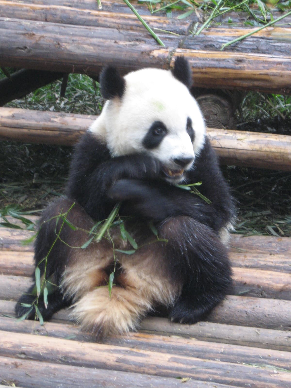 Chengdu Research Base of Giant Panda Breeding