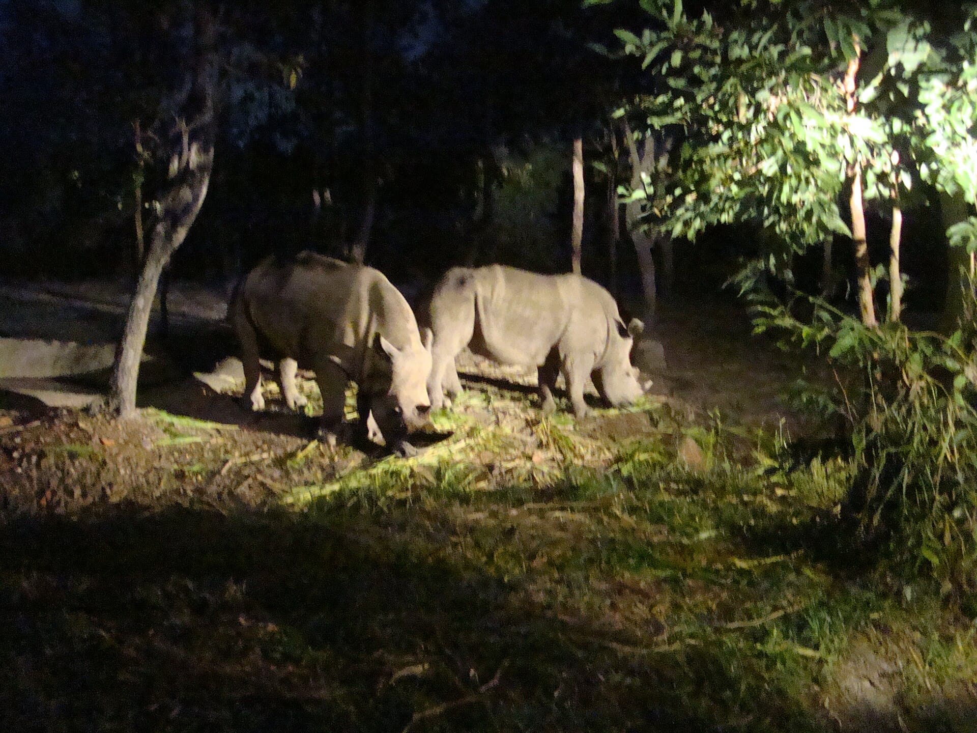 Chiang Mai Night Safari, Chiang Mai