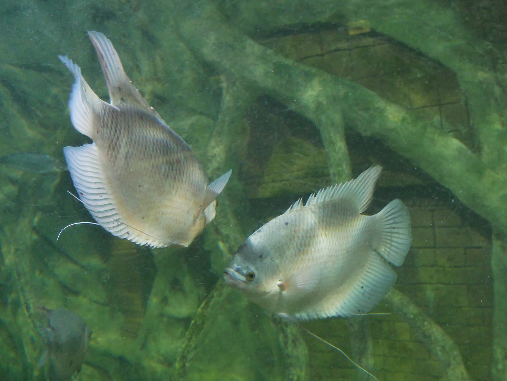 Chiang Mai Zoo, Chiang Mai