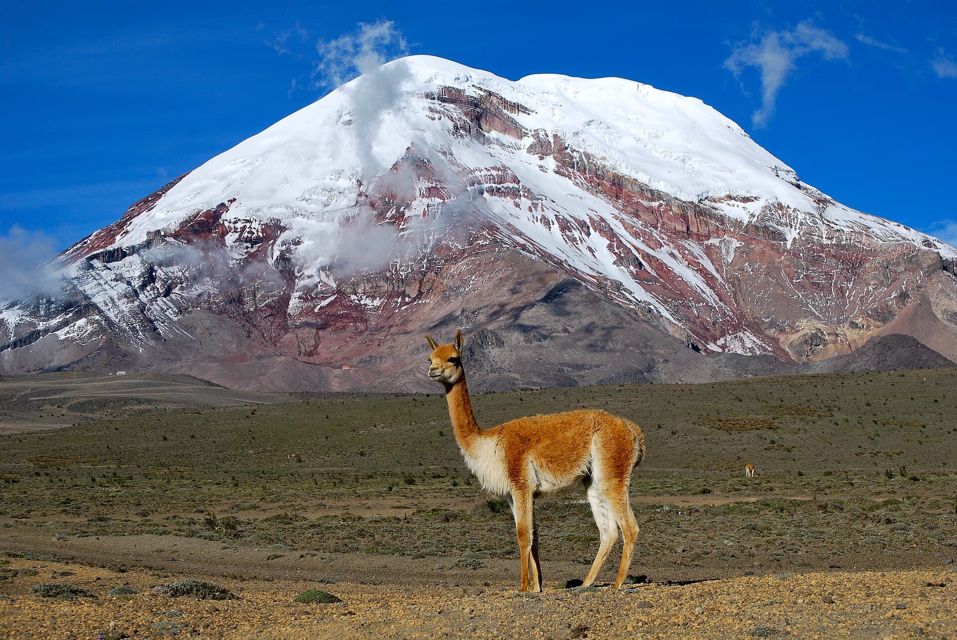 Chimborazo volcano and vicuñas