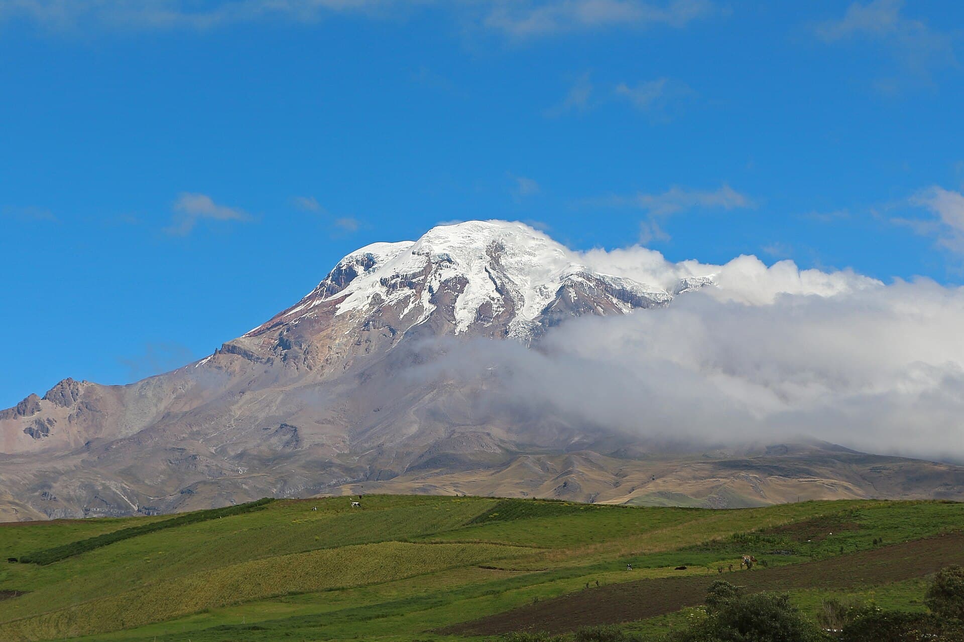 Chimborazo volcano and vicuñas