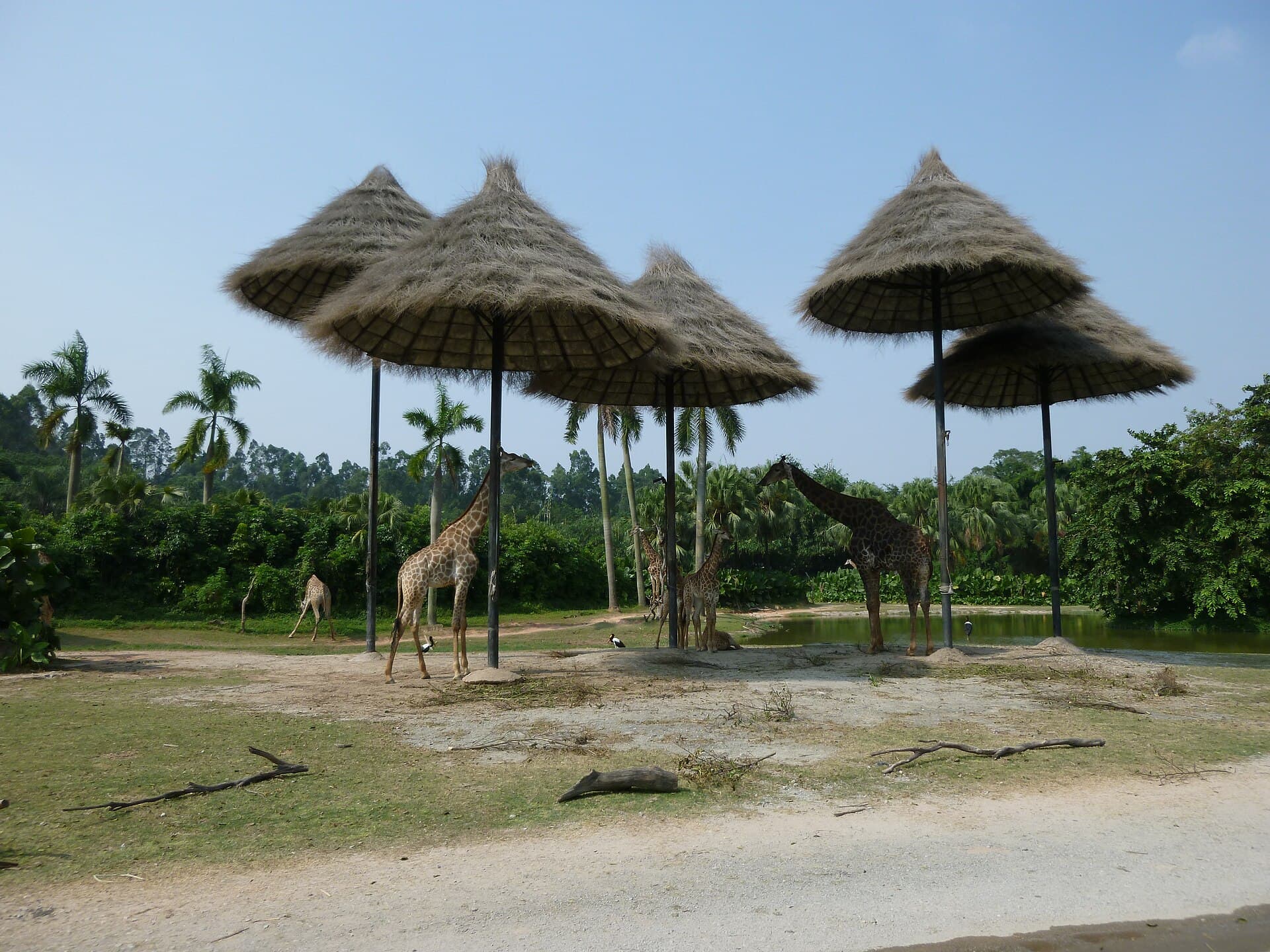 Chimelong Safari Park
