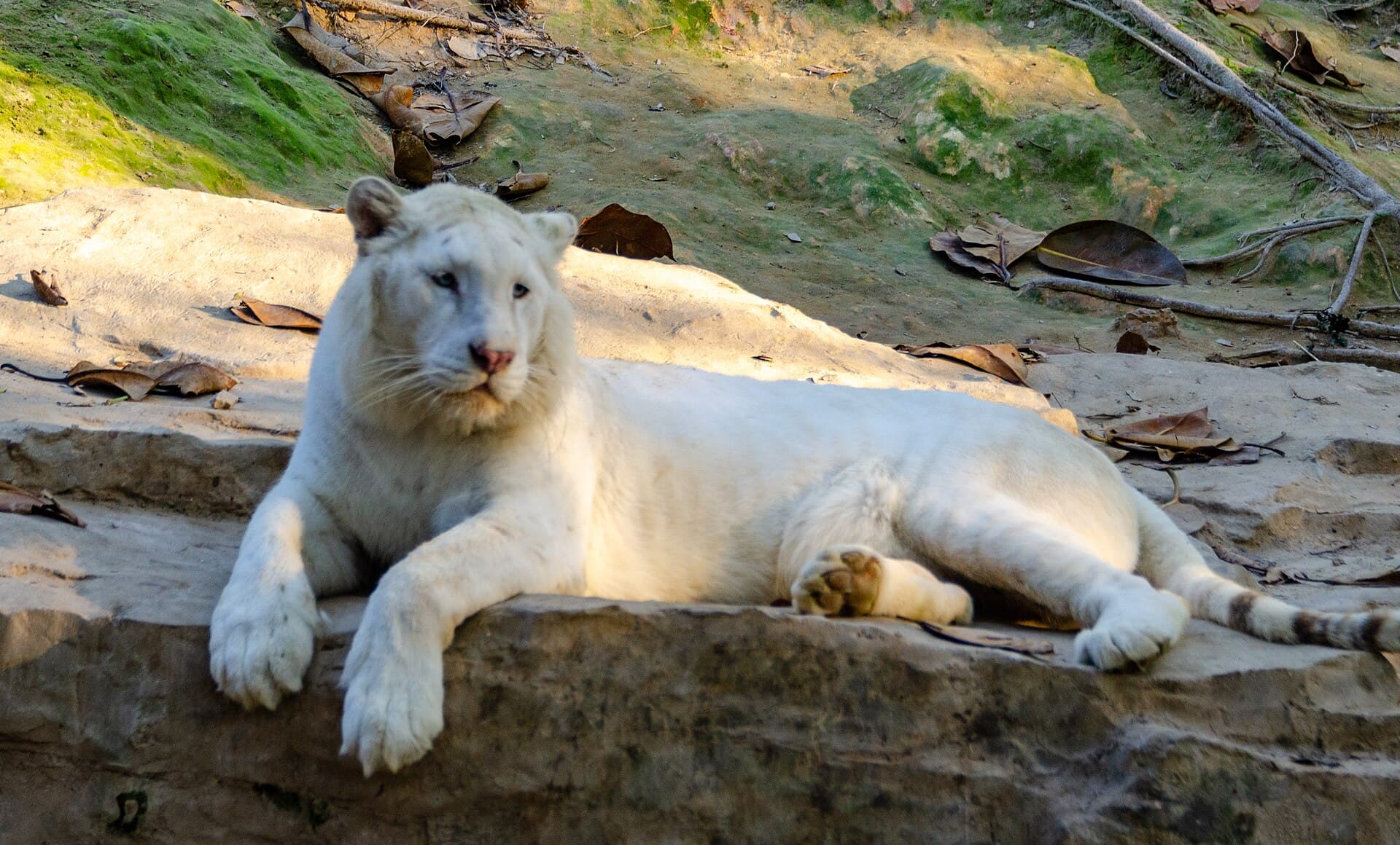 Chimelong Safari Park