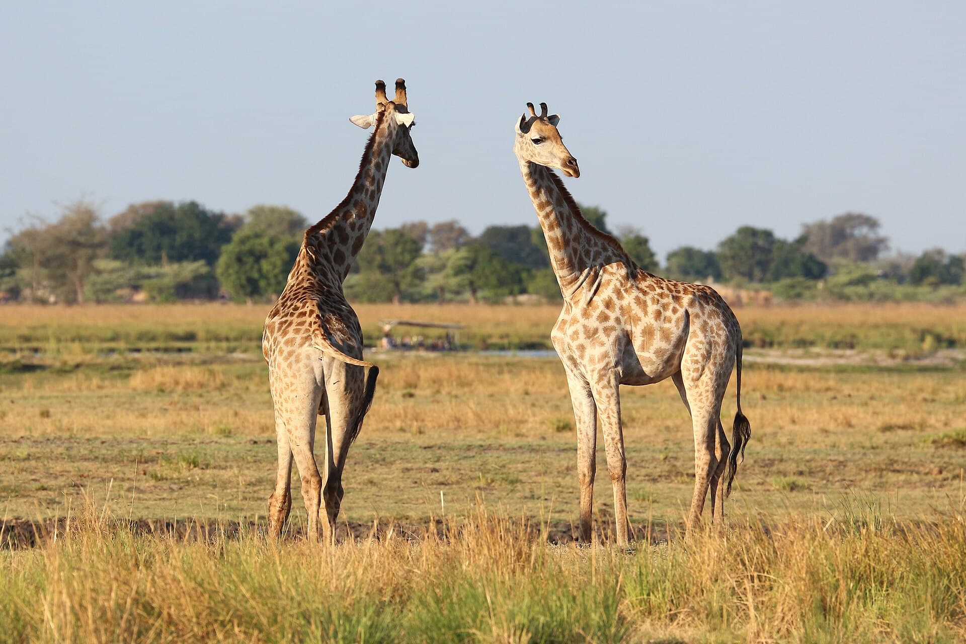 Chobe National Park