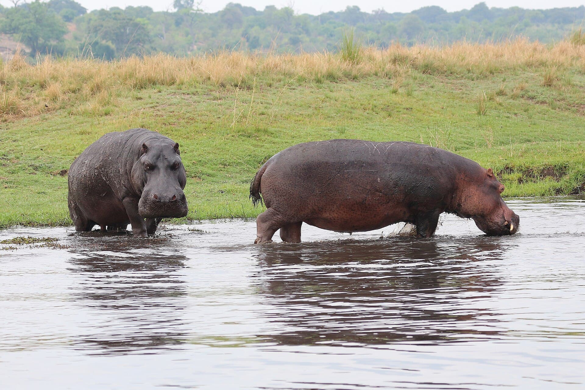 Chobe National Park