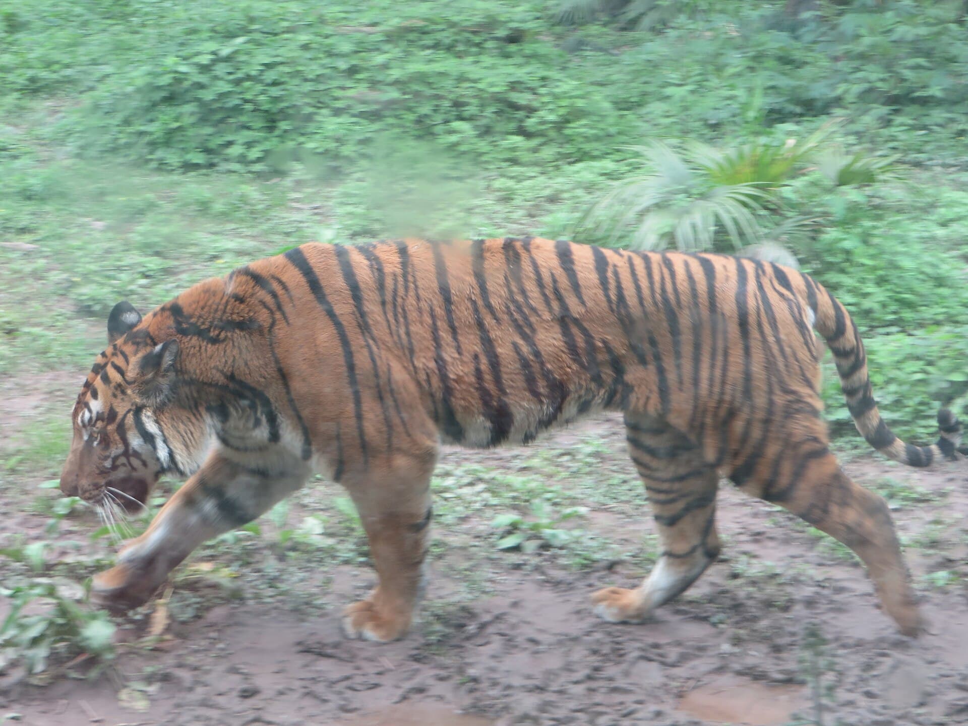 Chongqing Zoo
