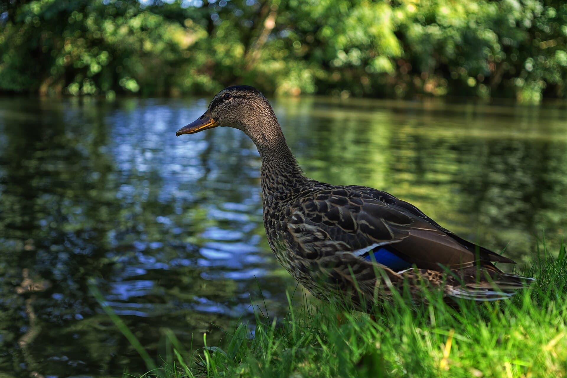 Christ Church Meadow, Oxford