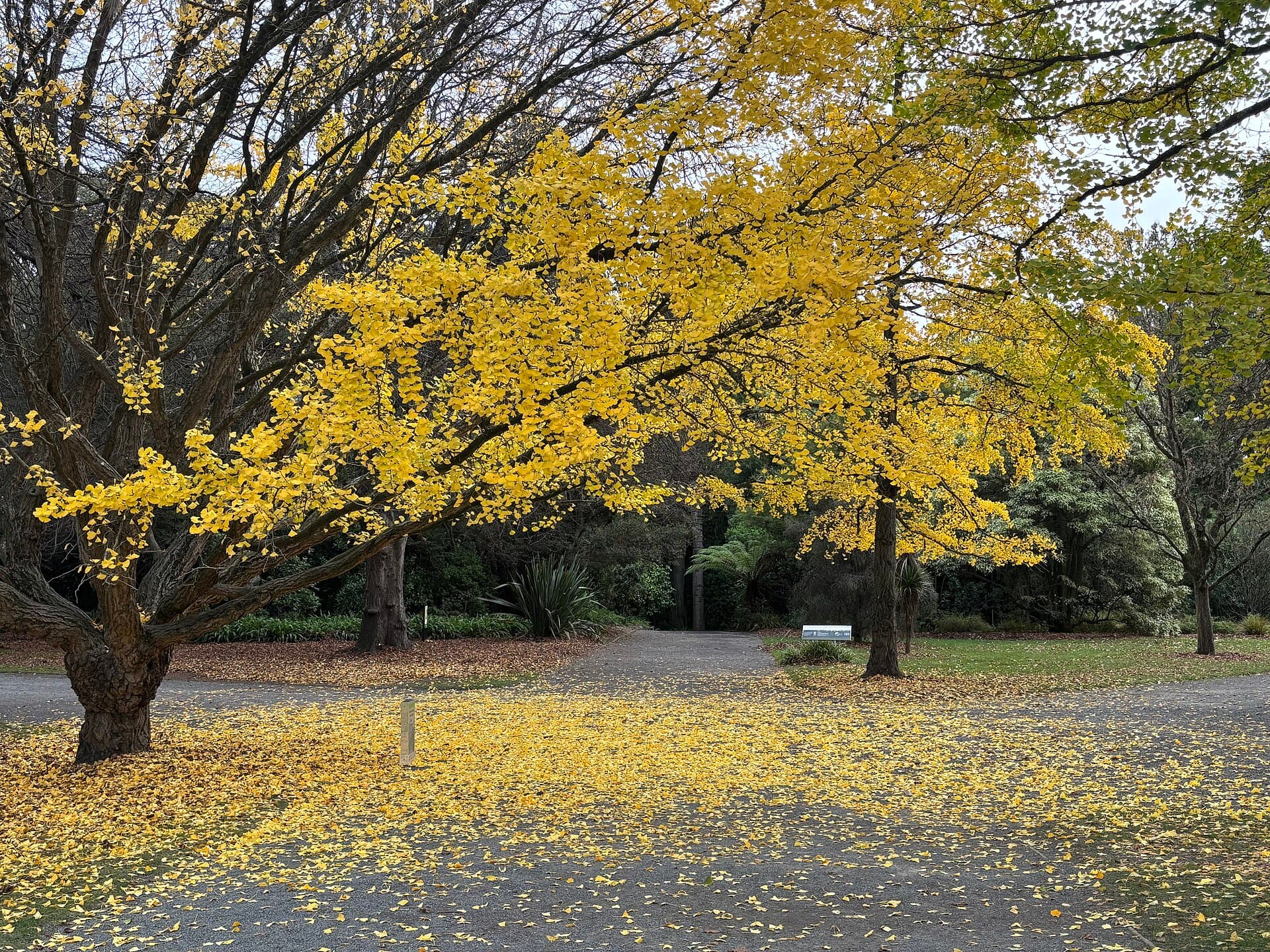 Botanic Gardens and Hagley Park, Christchurch