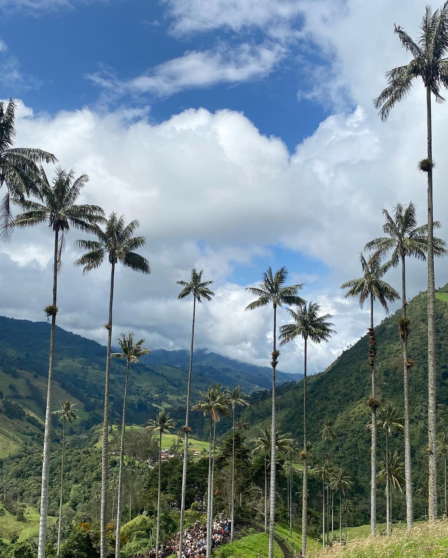 Wax palms in the Cocora Valley