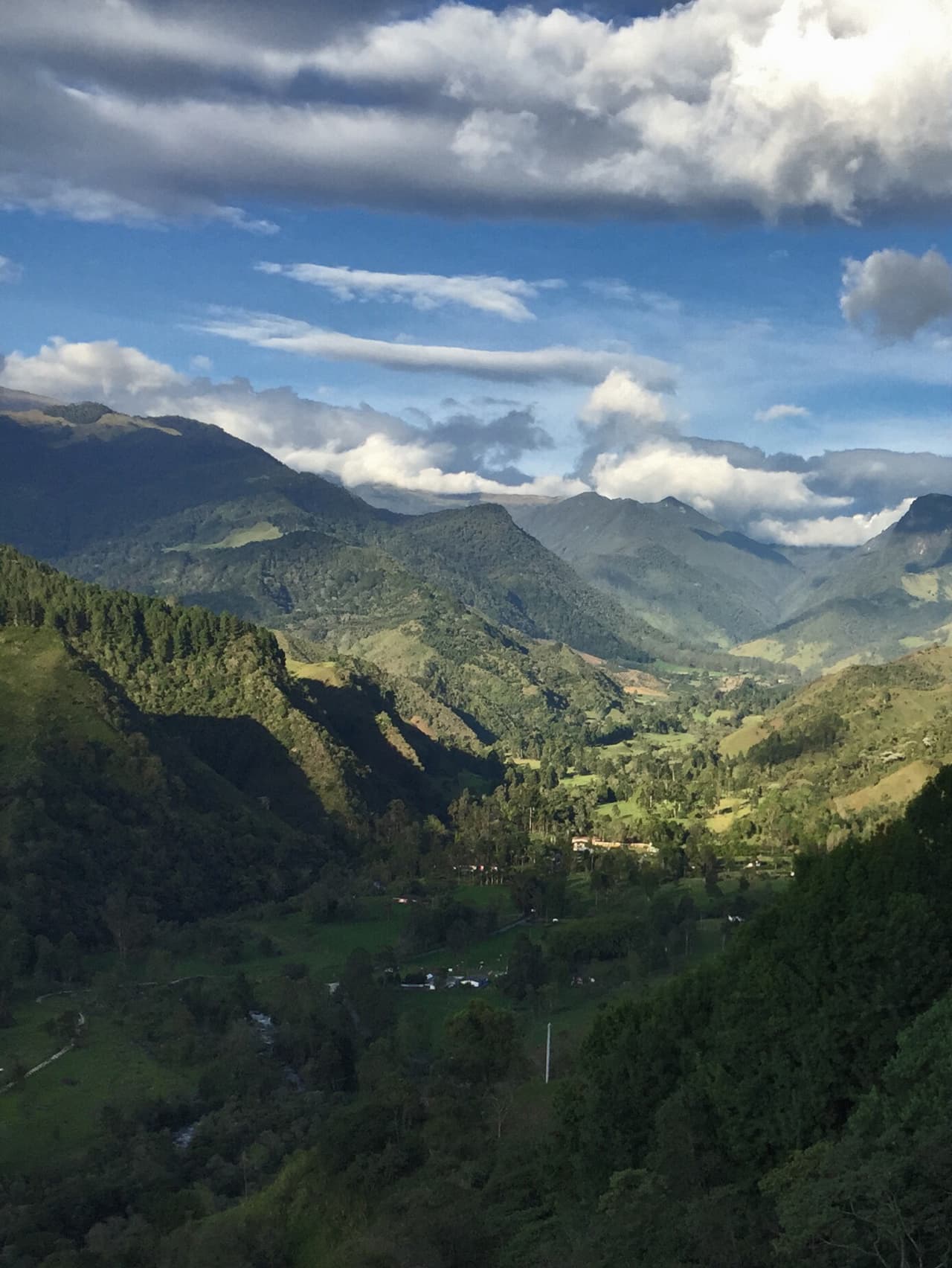 Wax palms in the Cocora Valley