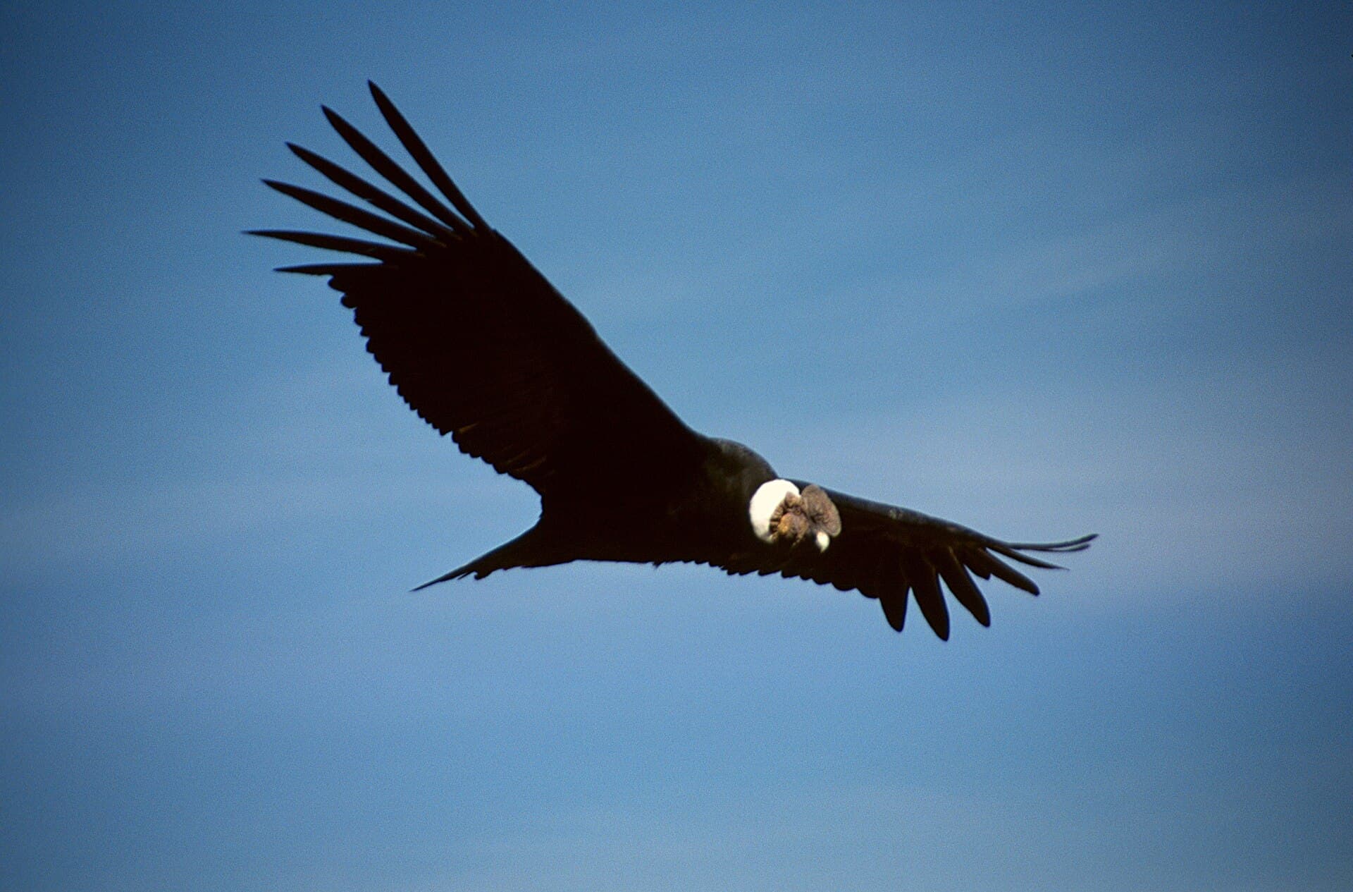 Colca Canyon and its condors