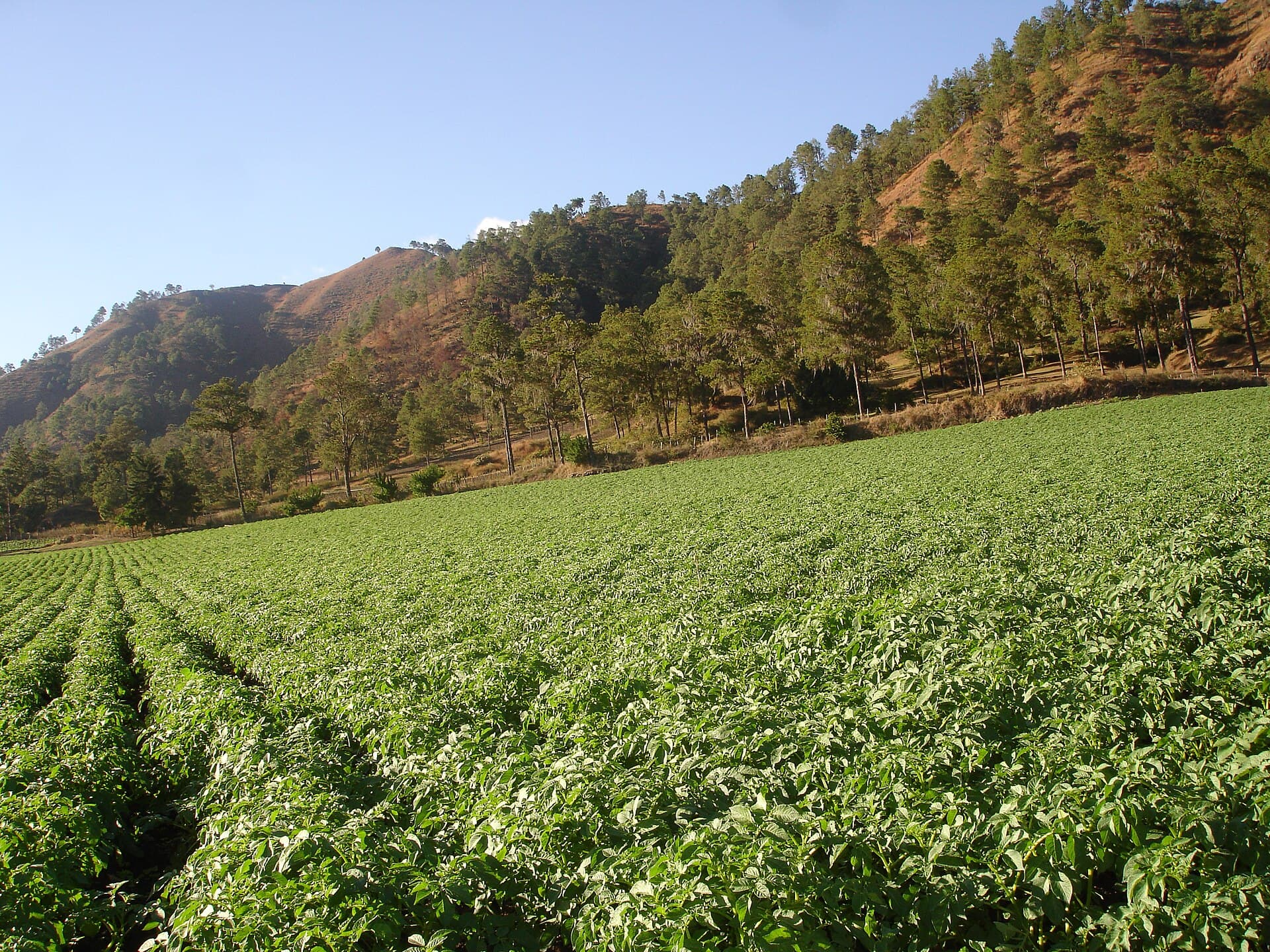 The Constanza valley