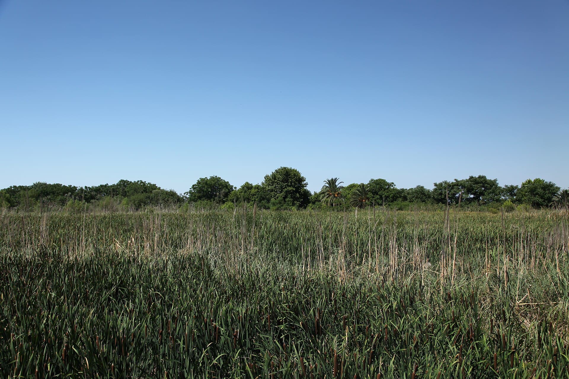 Costanera Sur Ecological Reserve, Buenos Aires