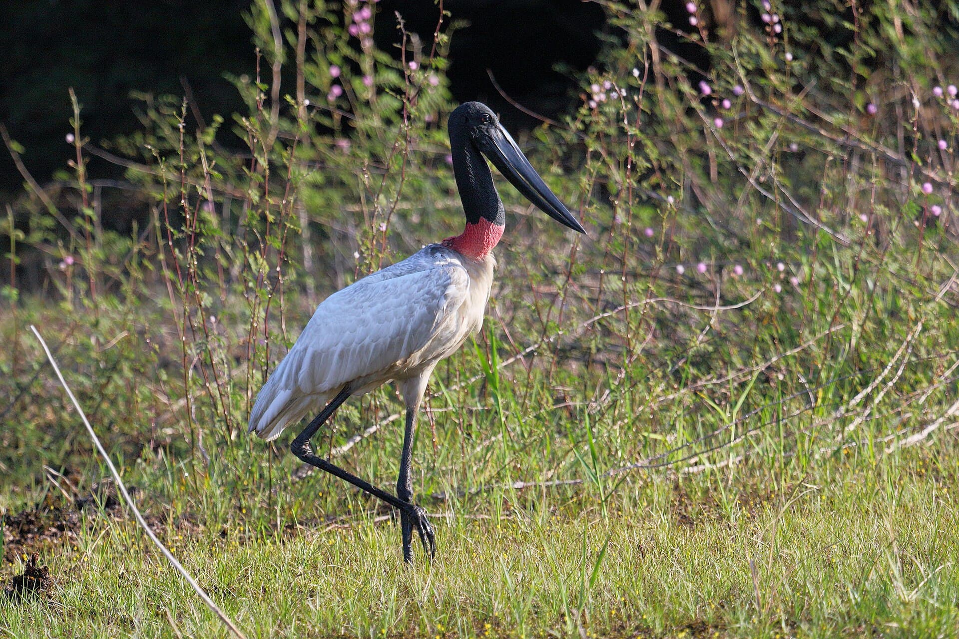 Crooked Tree Wildlife Sanctuary