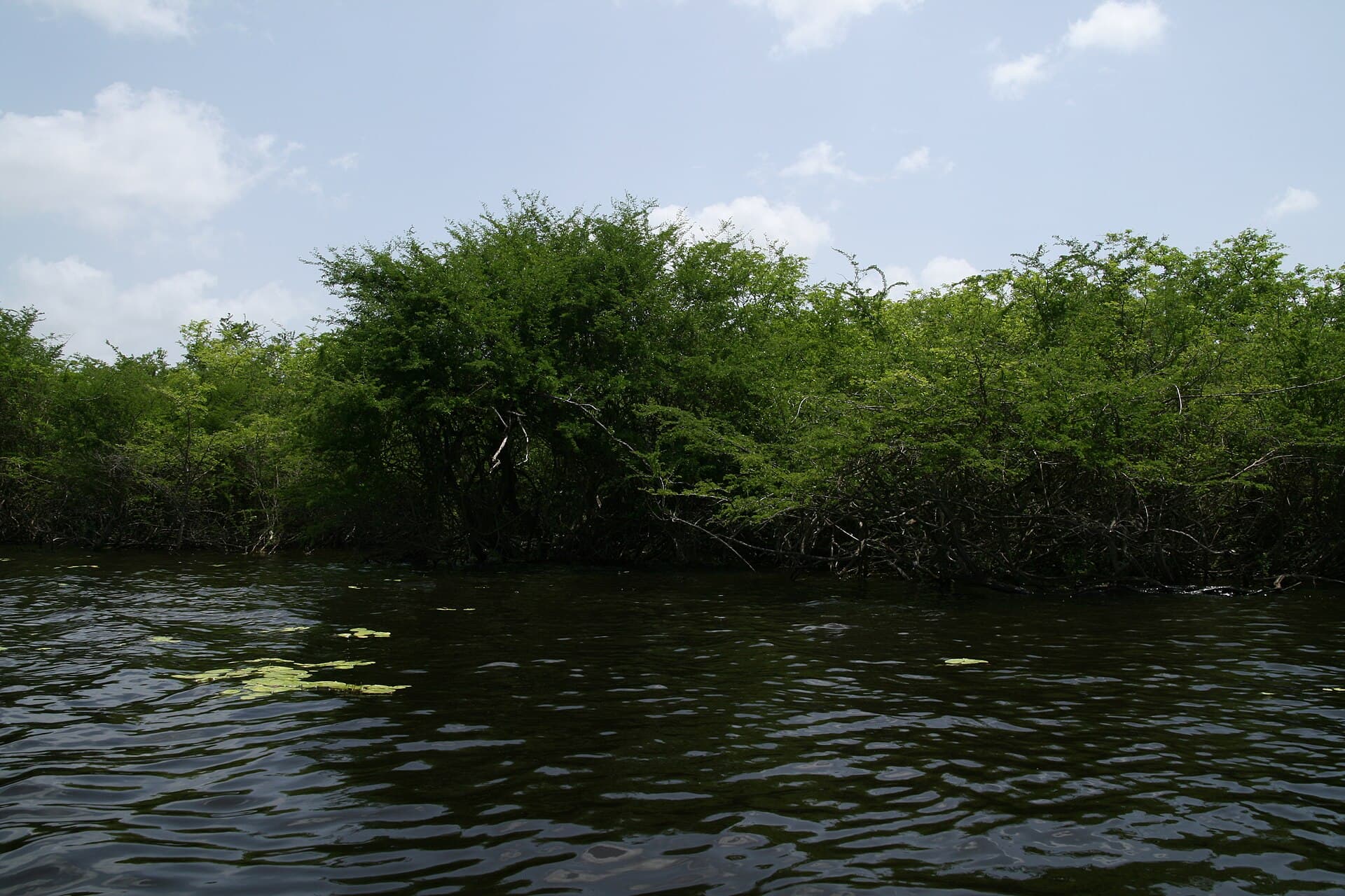 Crooked Tree wildlife sanctuary