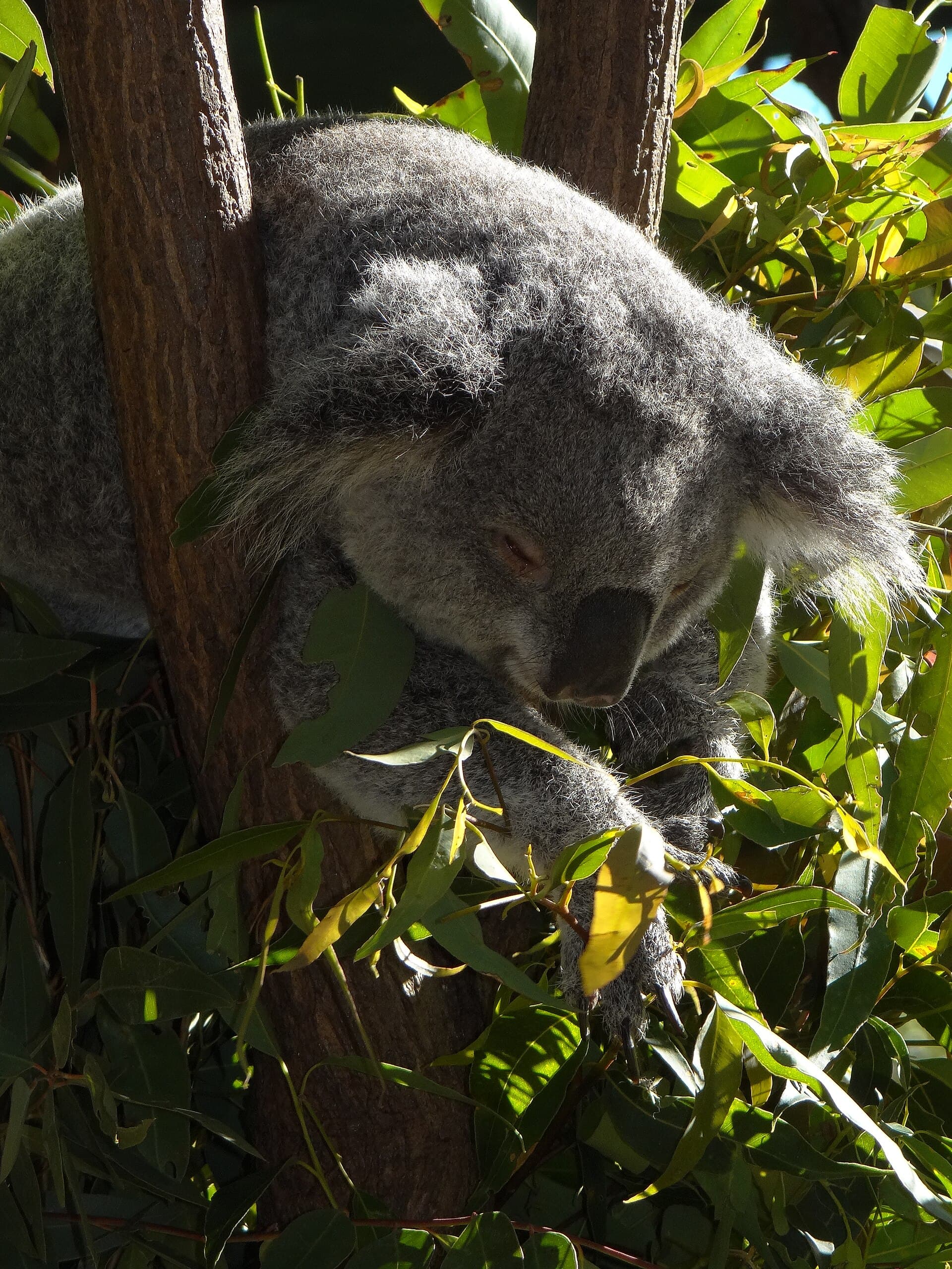 Currumbin Wildlife Sanctuary