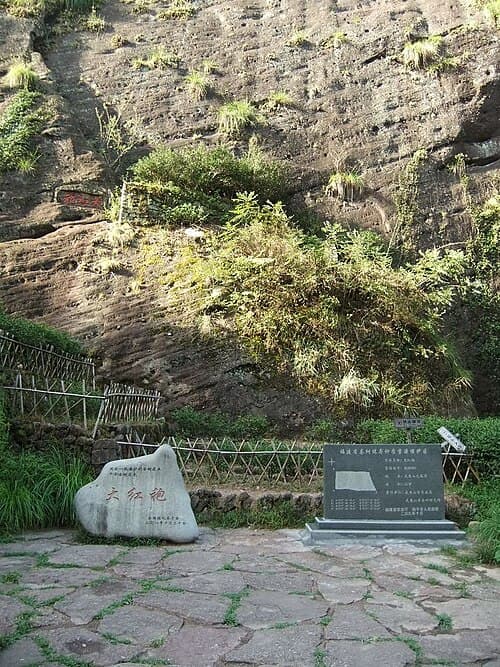 Da Hong Pao Mother Trees