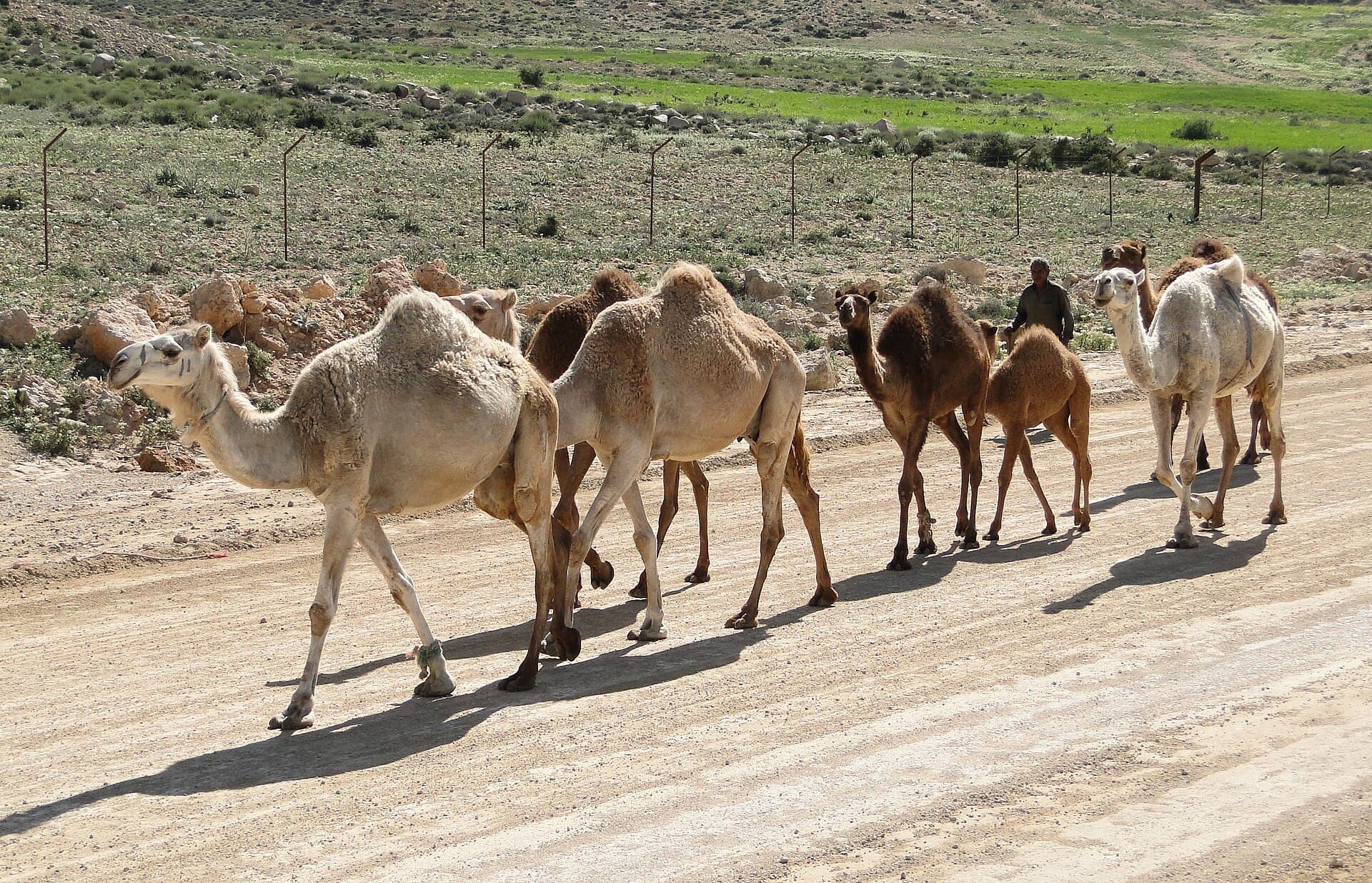 Dana Biosphere Reserve, Dana