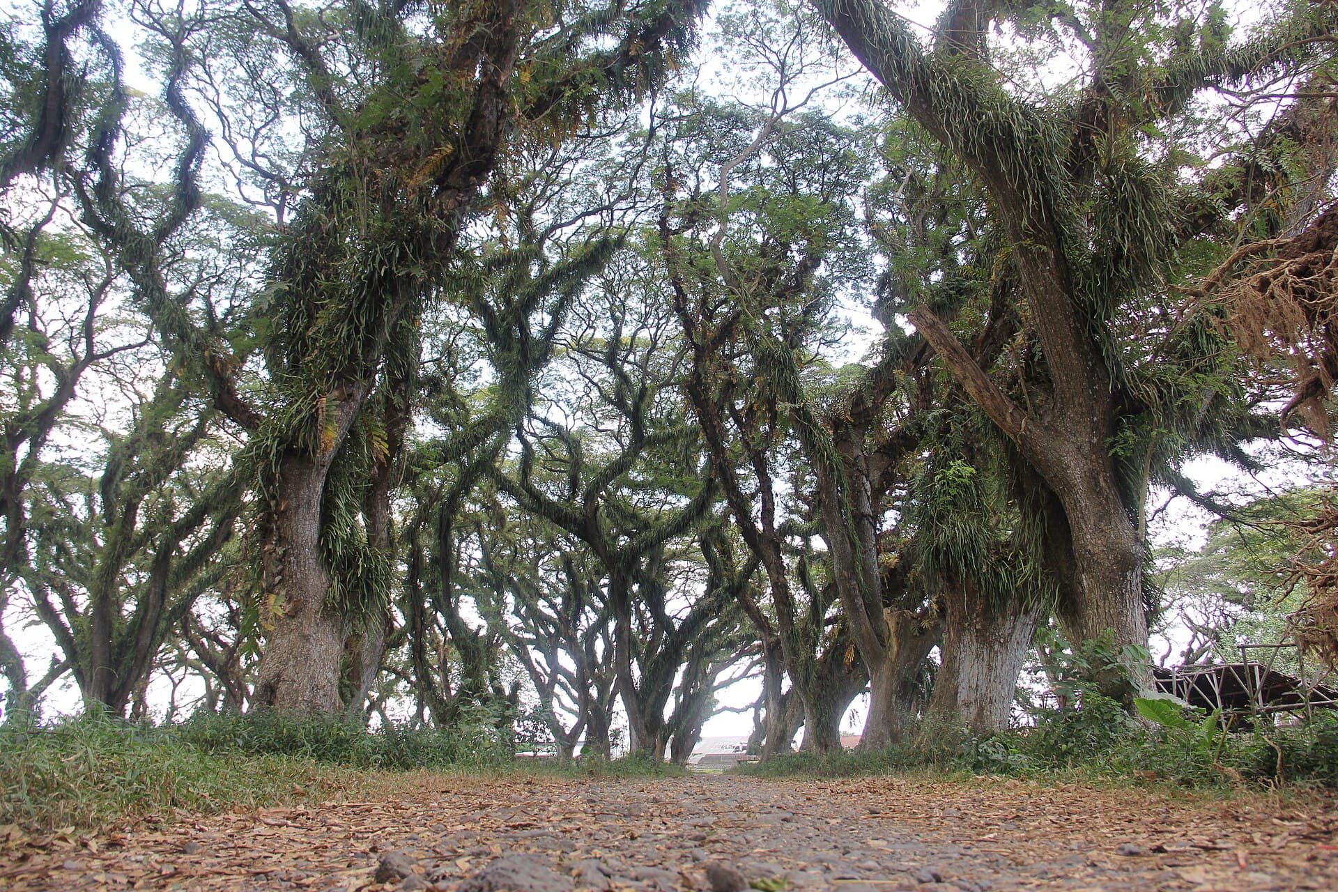 De Djawatan Forest
