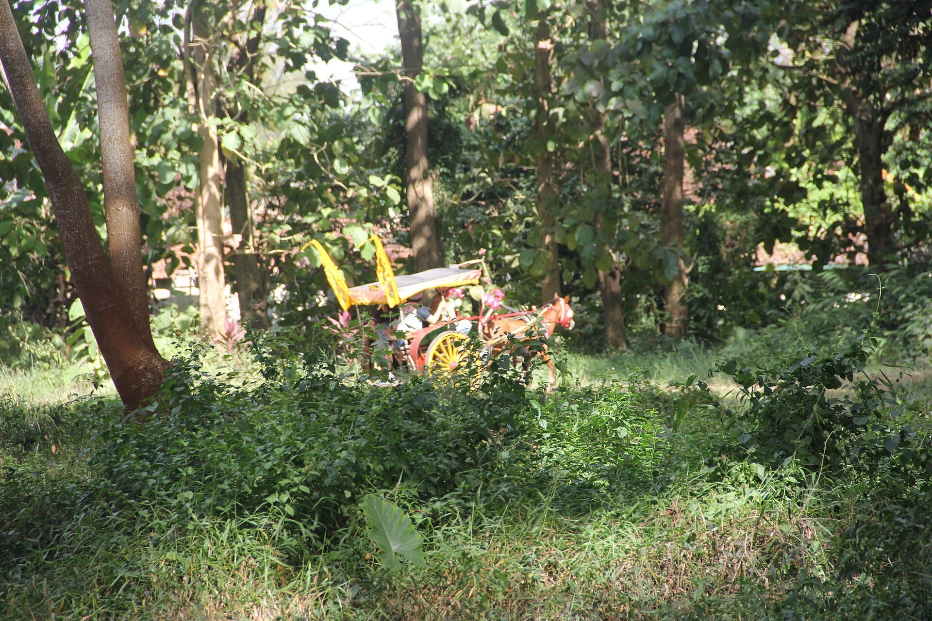 De Djawatan Forest