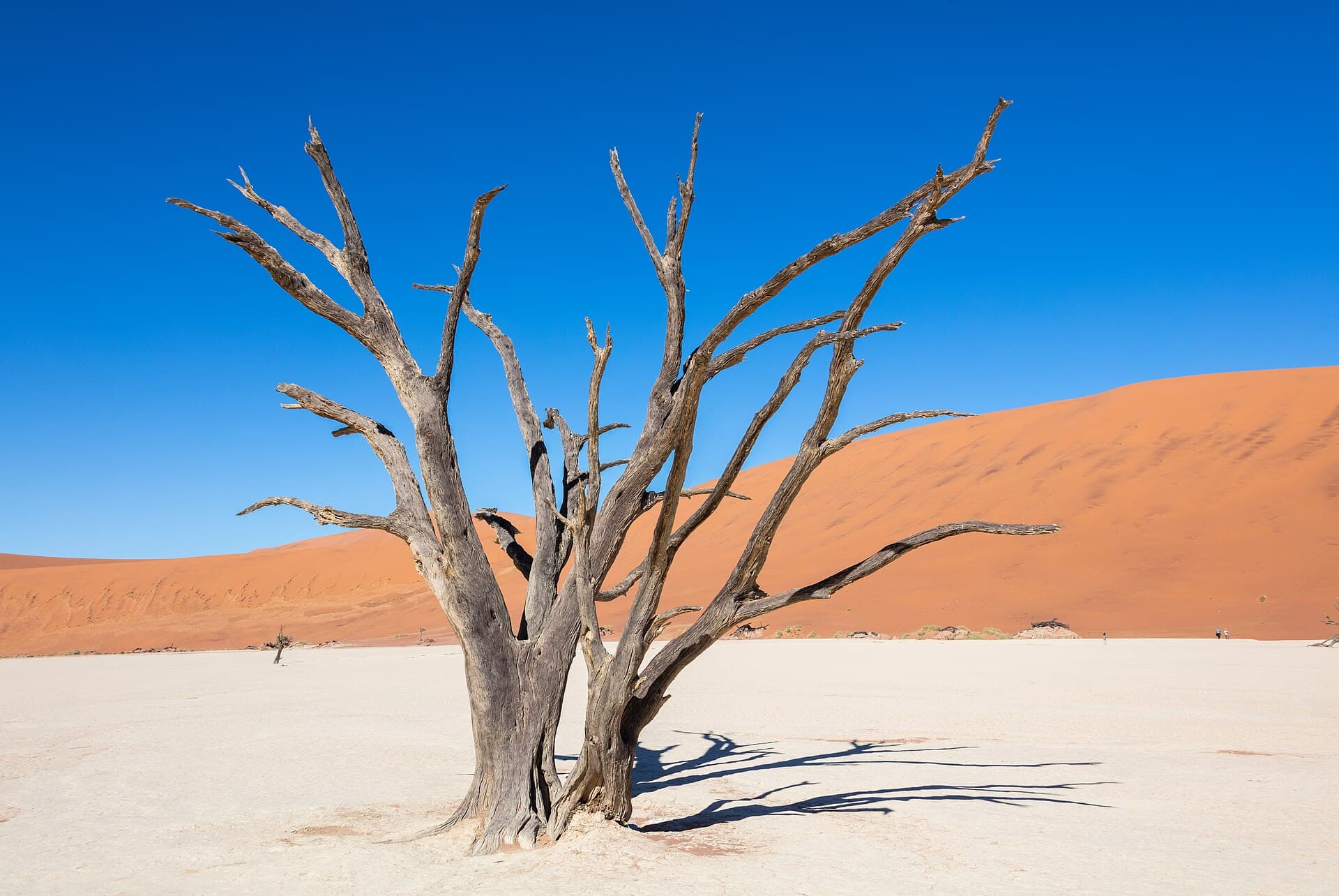 Dead trees of Deadvlei