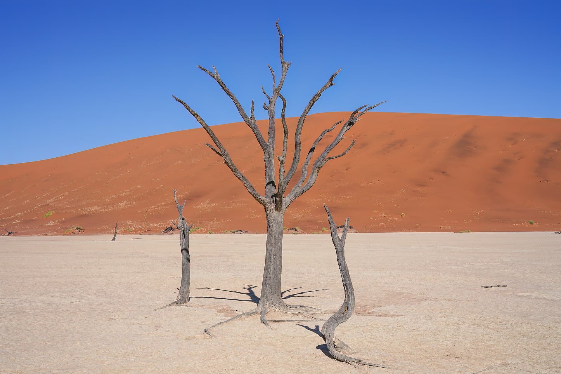 Dead trees of Deadvlei