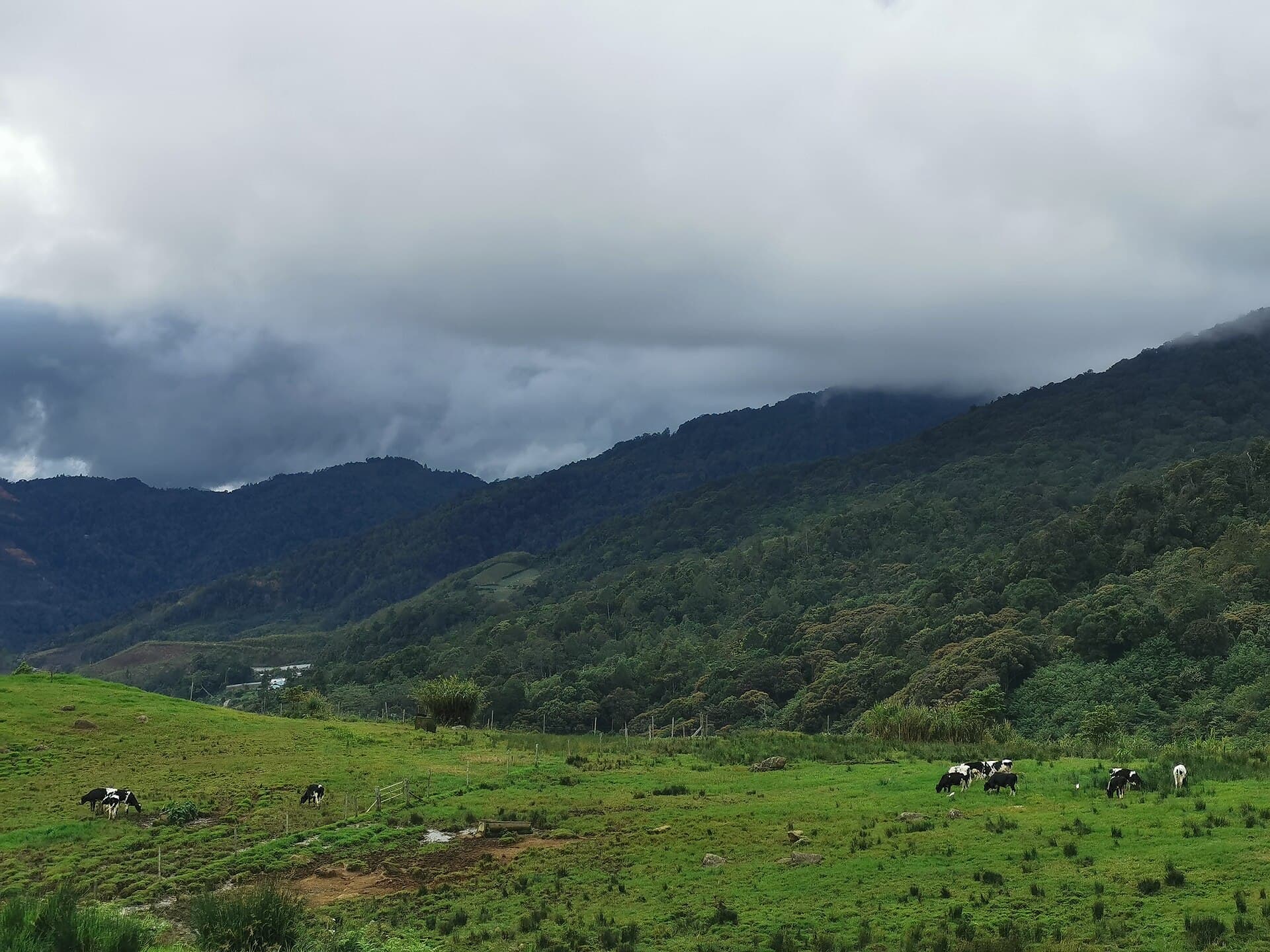 Desa Dairy Farm, Kundasang