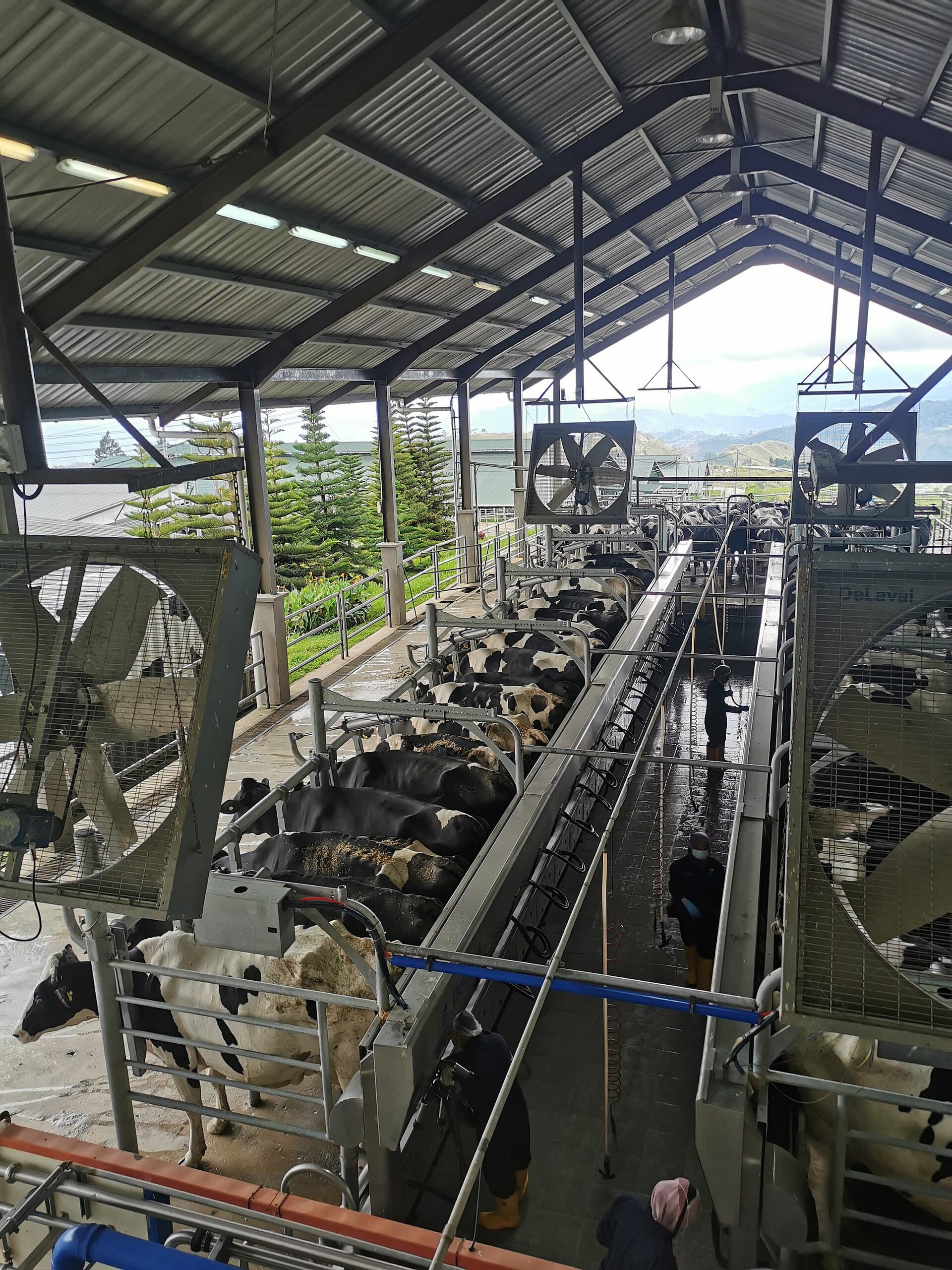Desa Dairy Farm, Kundasang