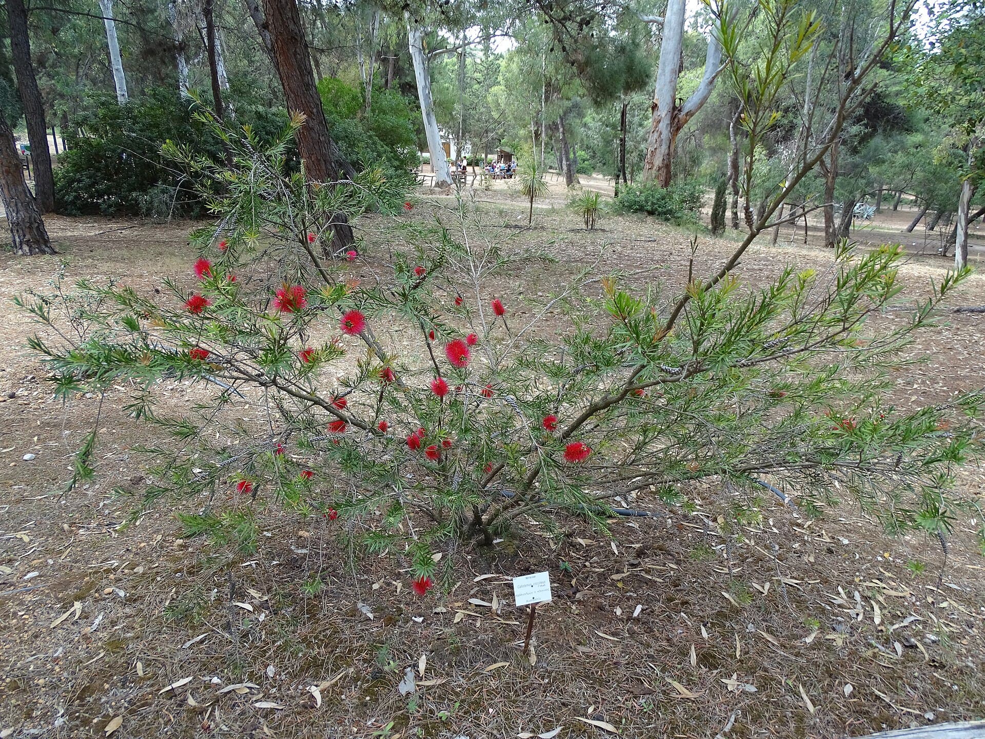 The Diomedes Botanical Garden, Chaidari
