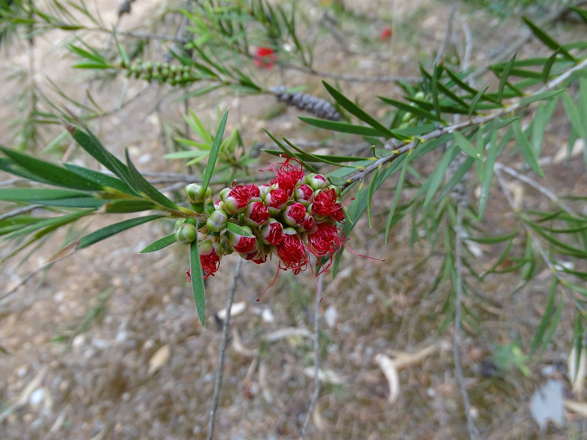 The Diomedes Botanical Garden, Chaidari