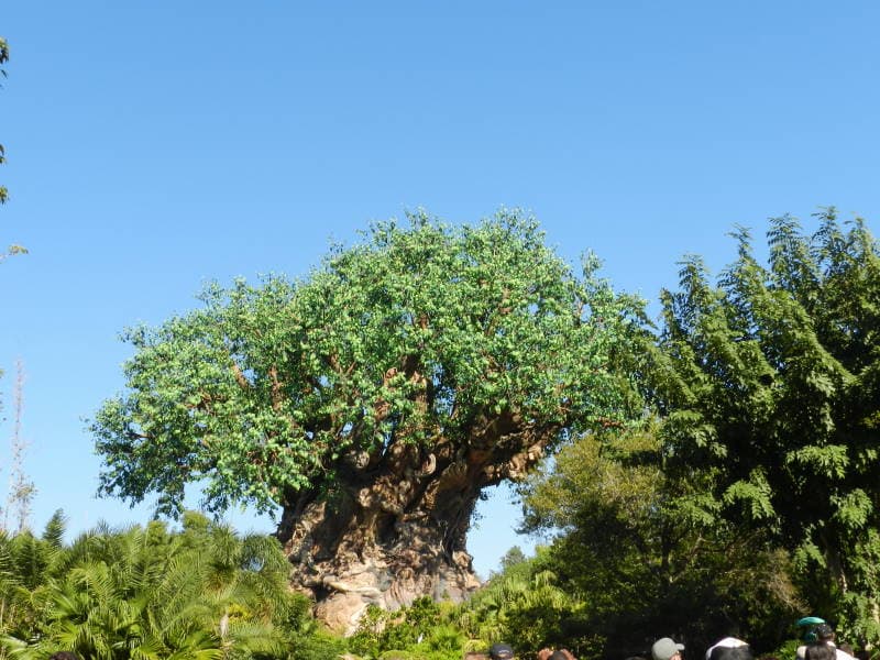 Disney's Animal Kingdom