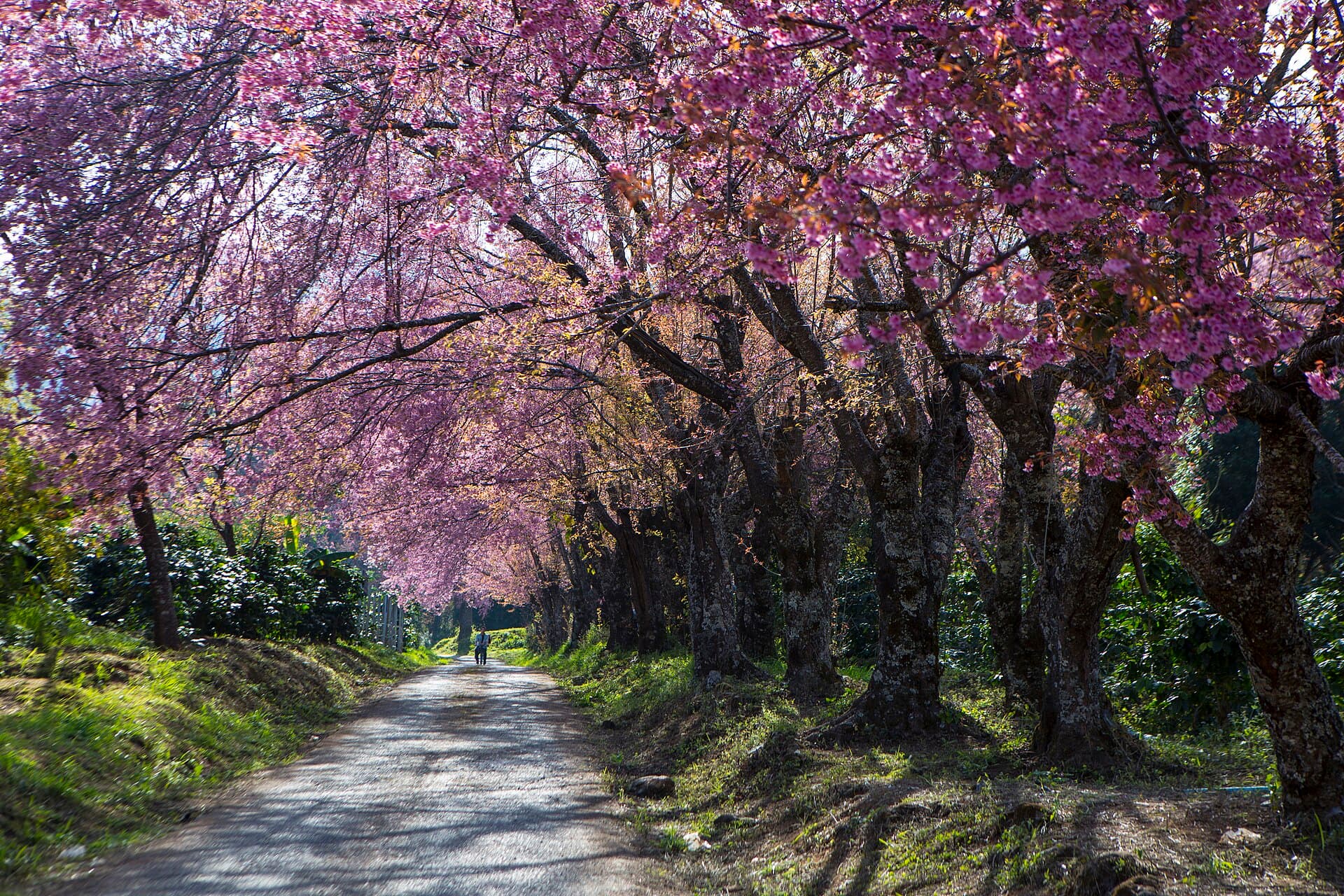 Doi Inthanon National Park, Chiang Mai
