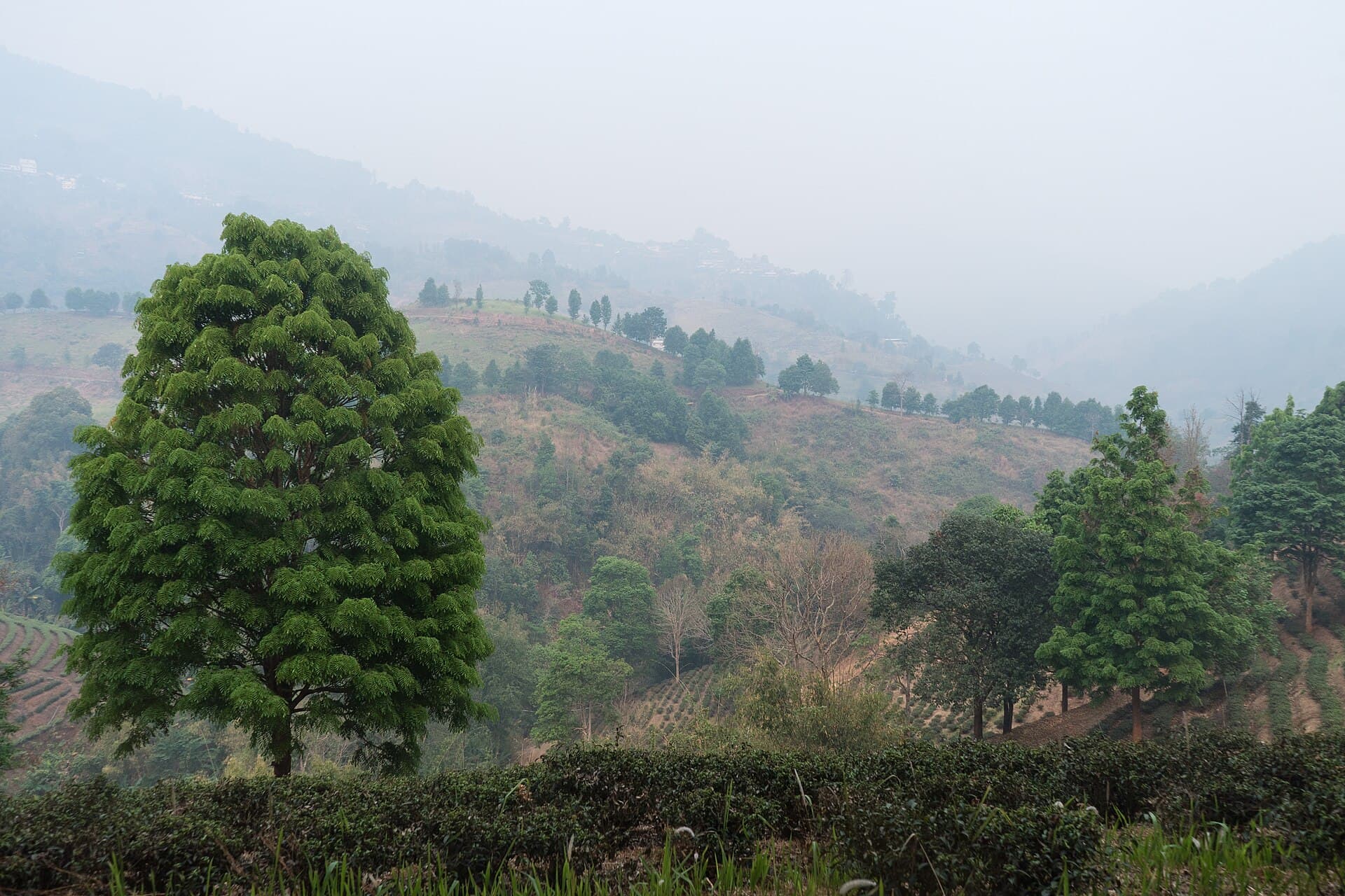 Doi Mae Salong (Santikhiri), Chiang Rai
