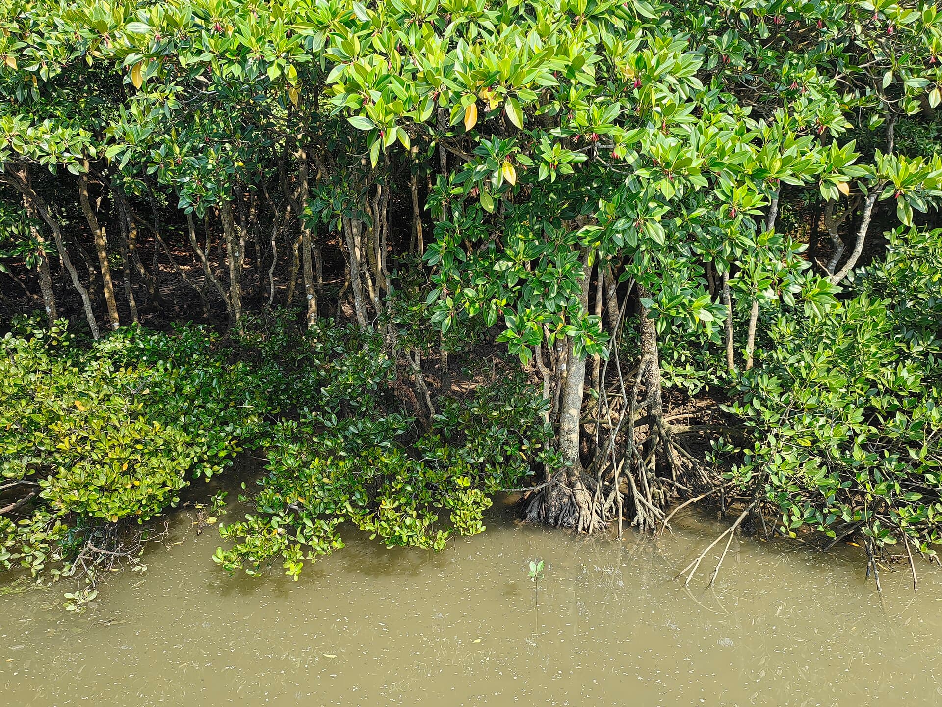 Dongzhai Port Mangrove Reserve