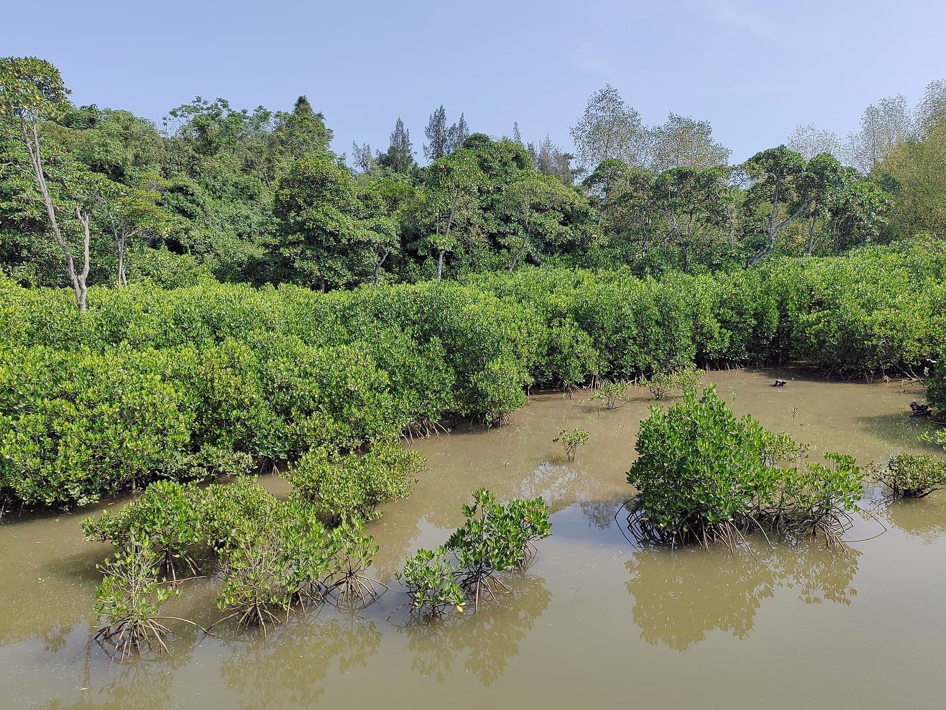 Dongzhai Port Mangrove Reserve