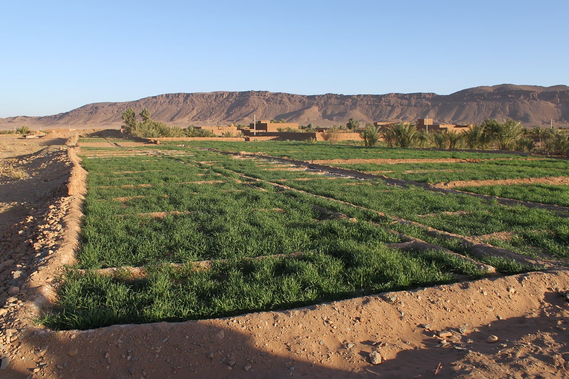 Draa Valley Oases