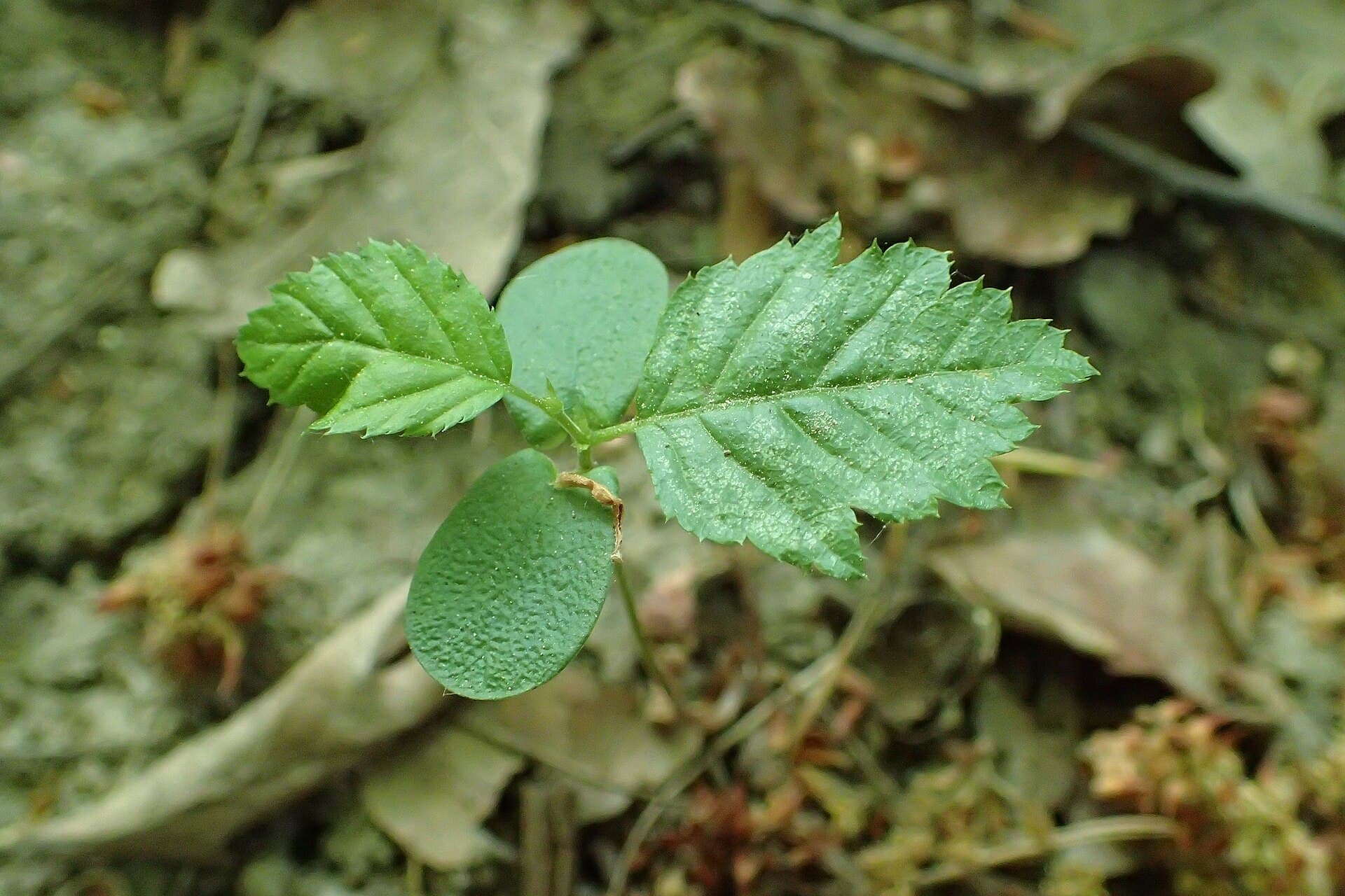 Trees in the Dumbrava Sibiului forest