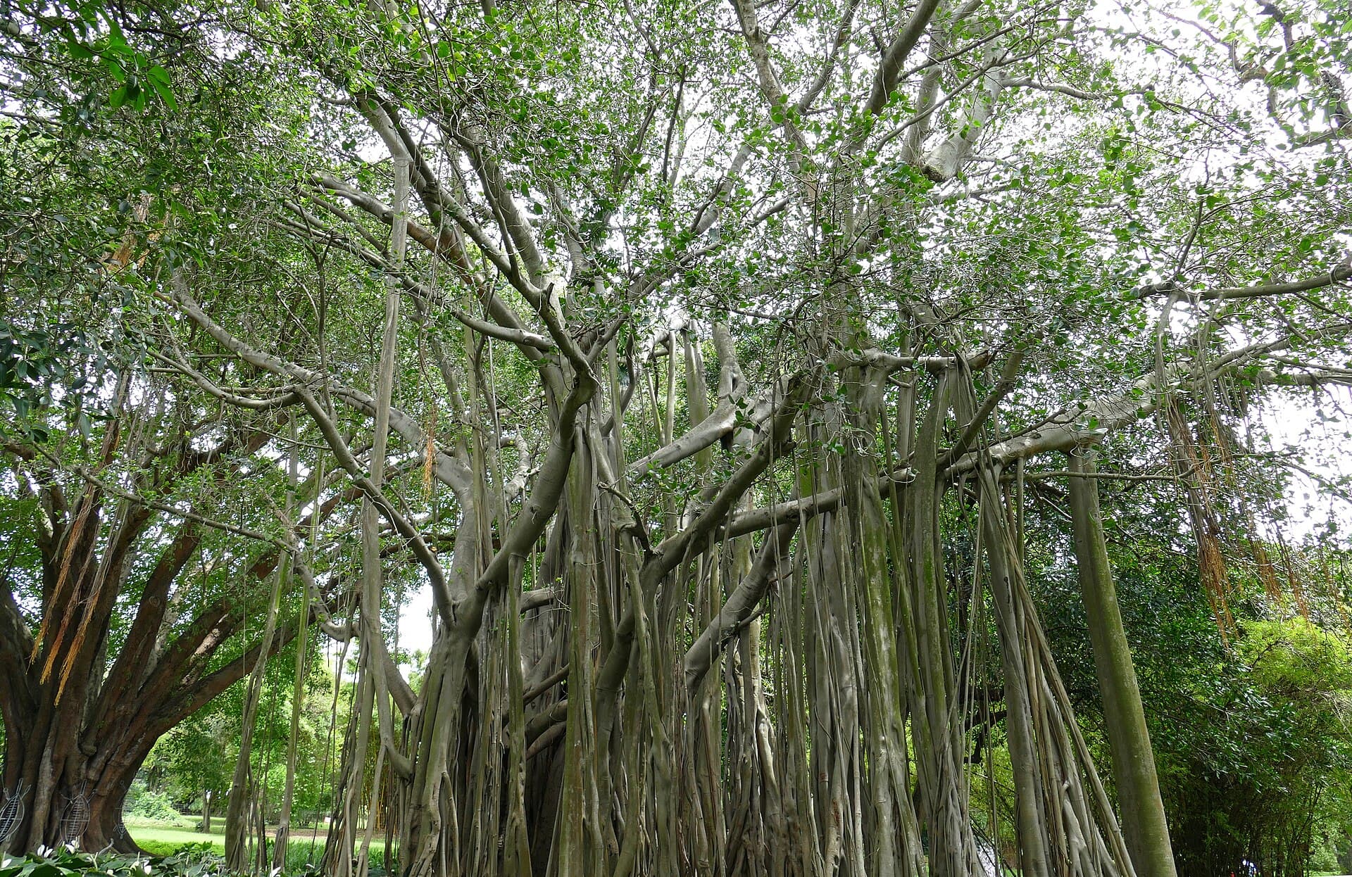 Durban Botanic Gardens