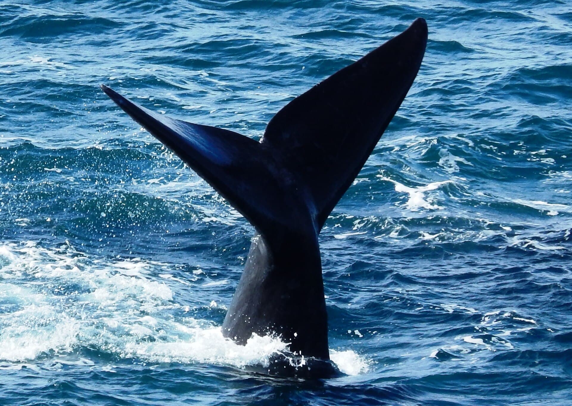El Doradillo (Shore Whale Watching), Puerto Madryn