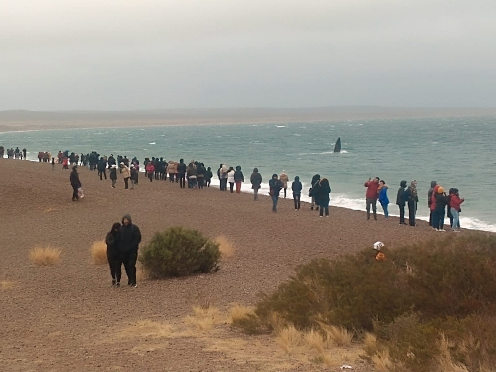 El Doradillo (Shore Whale Watching), Puerto Madryn